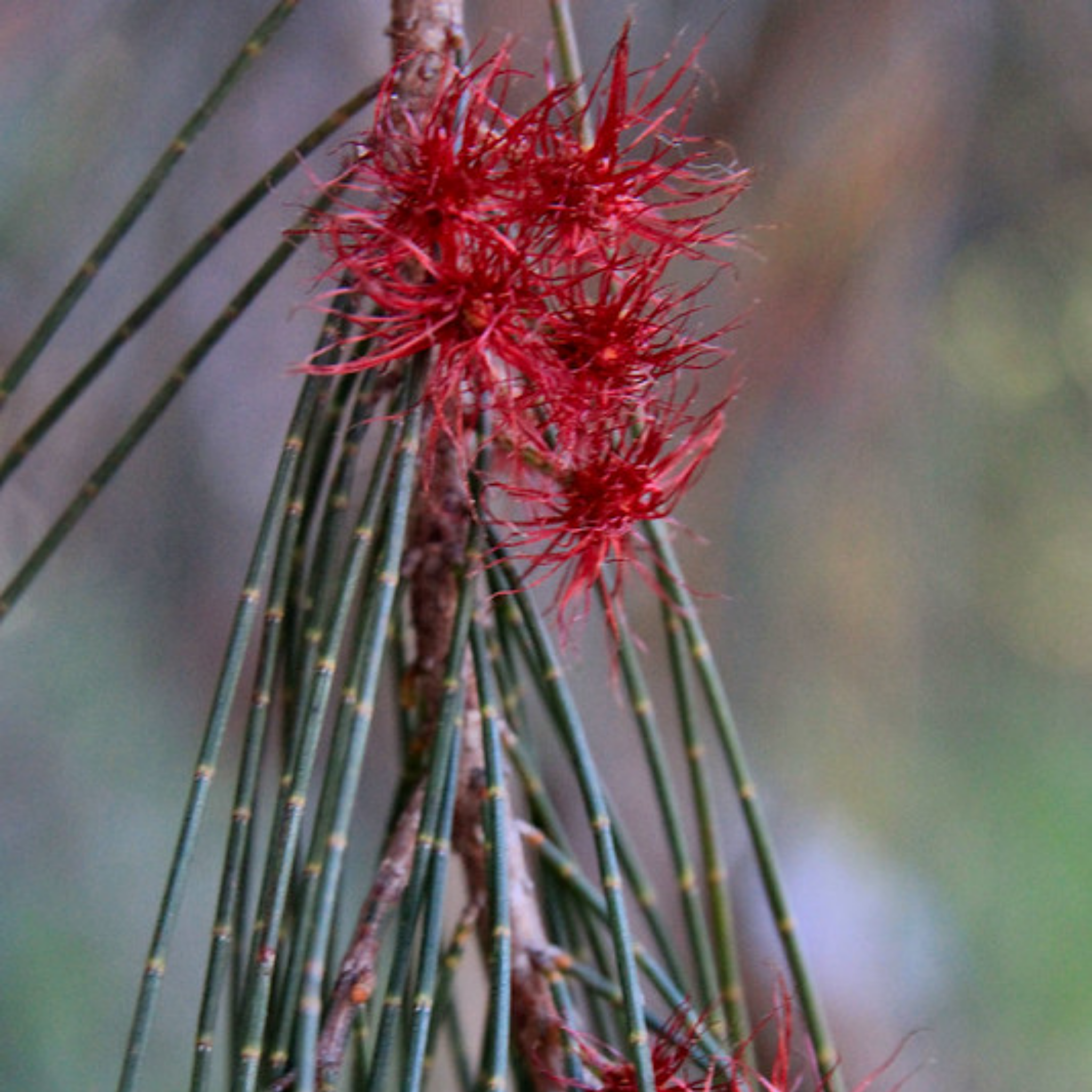 Red flower-like structure on a green plant with a blurred natural background