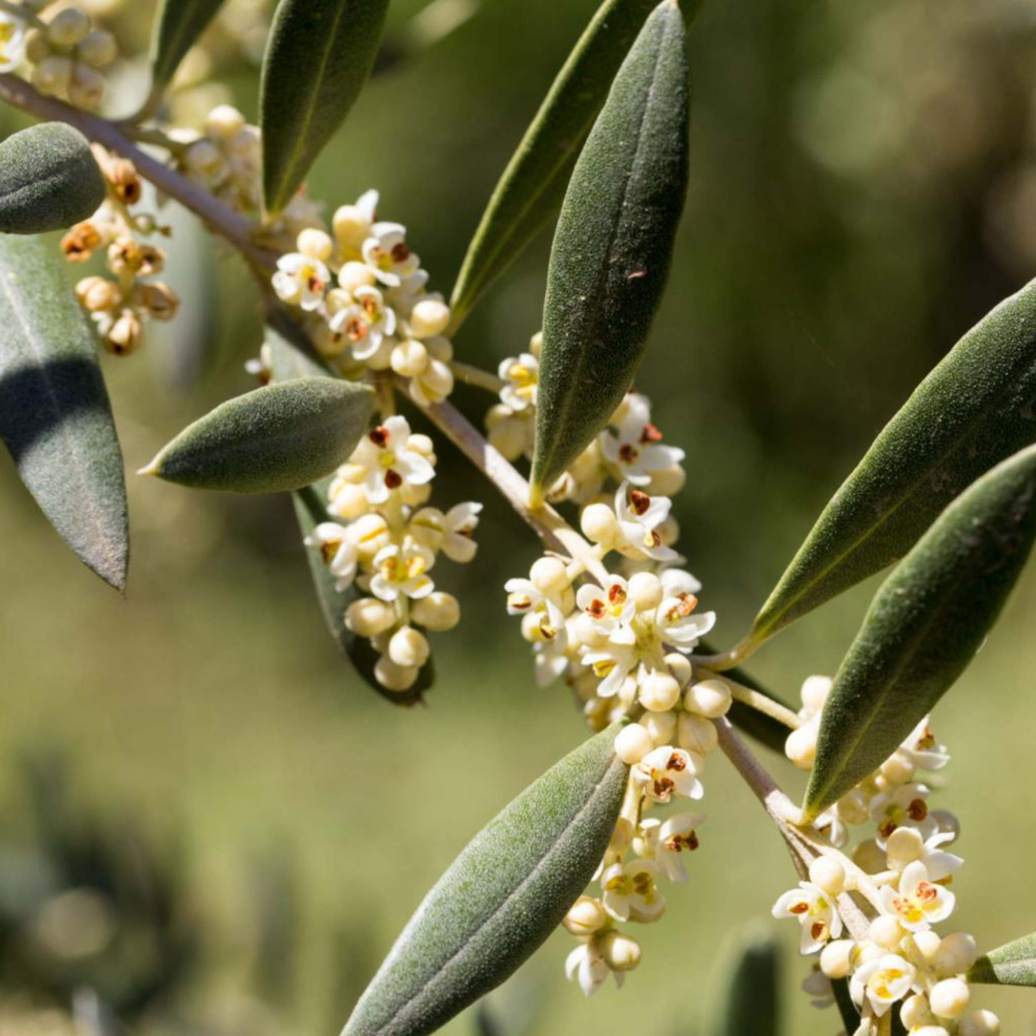 Californian Queen Olive Tree - Olea europaea Californian Queen (UC13A6)