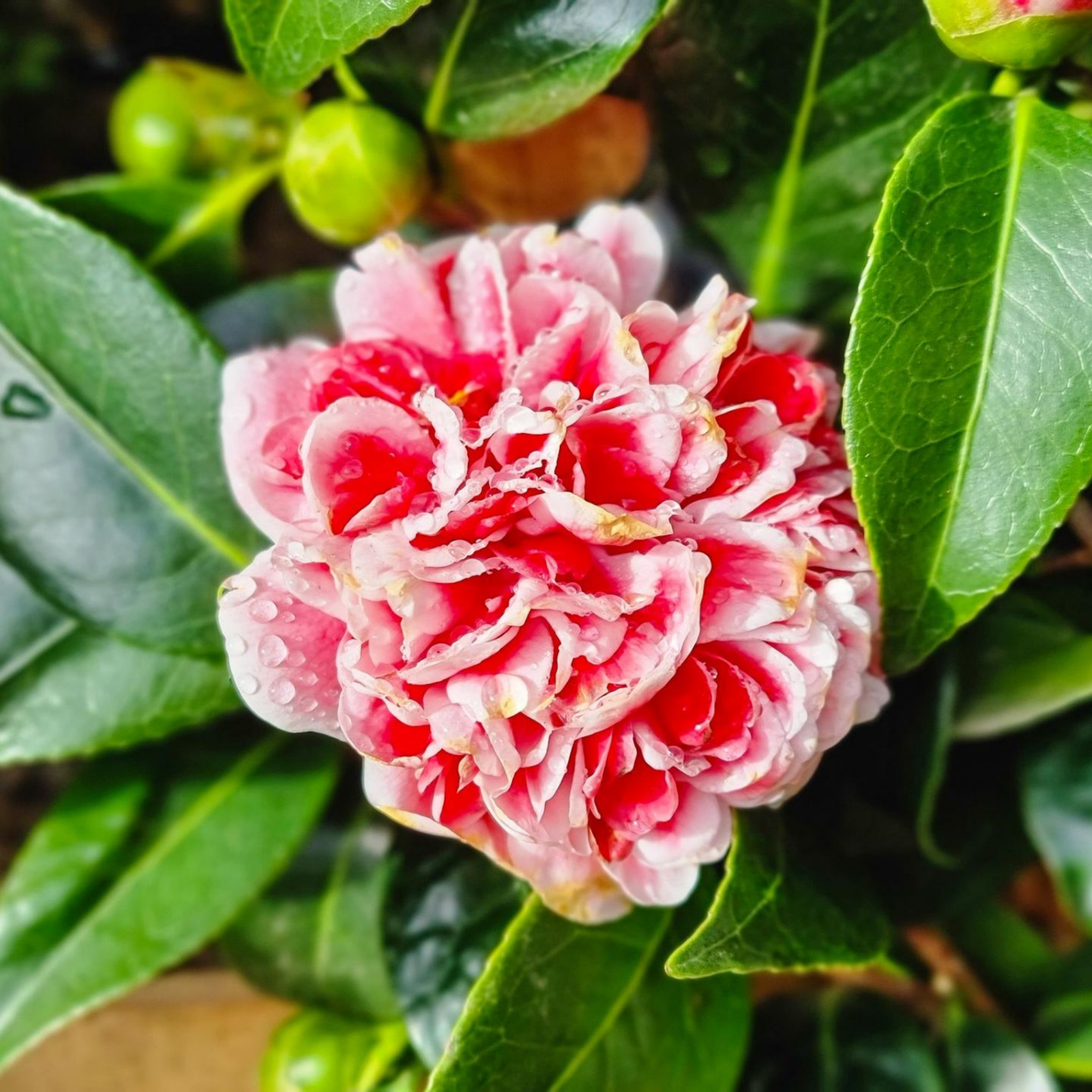 Camellia japonica Volunteer