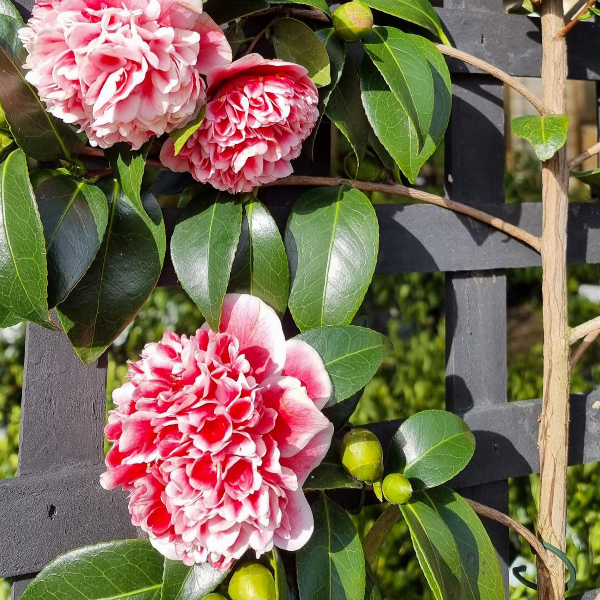 Camellia japonica Volunteer