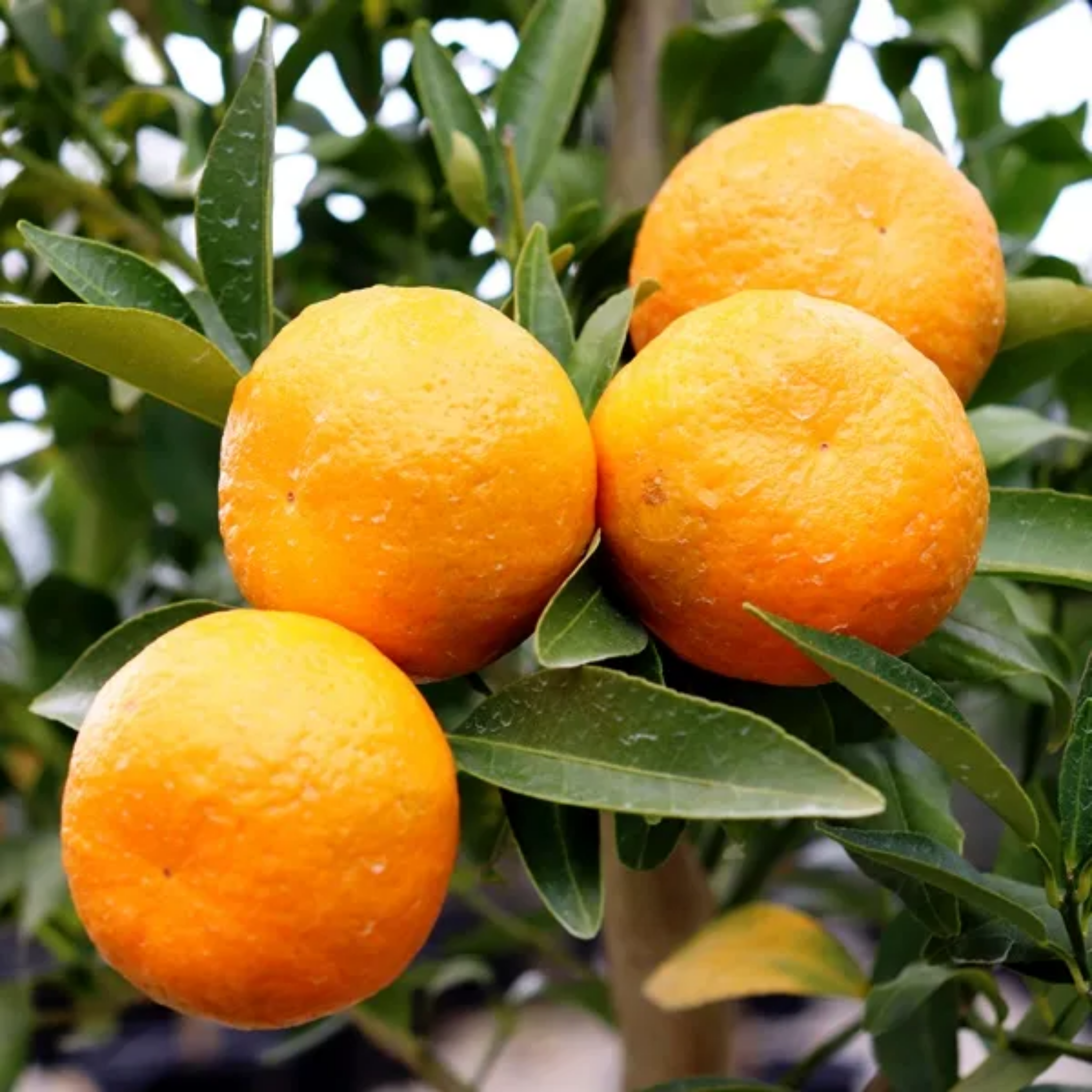 Mandarins on a tree branch with green leaves