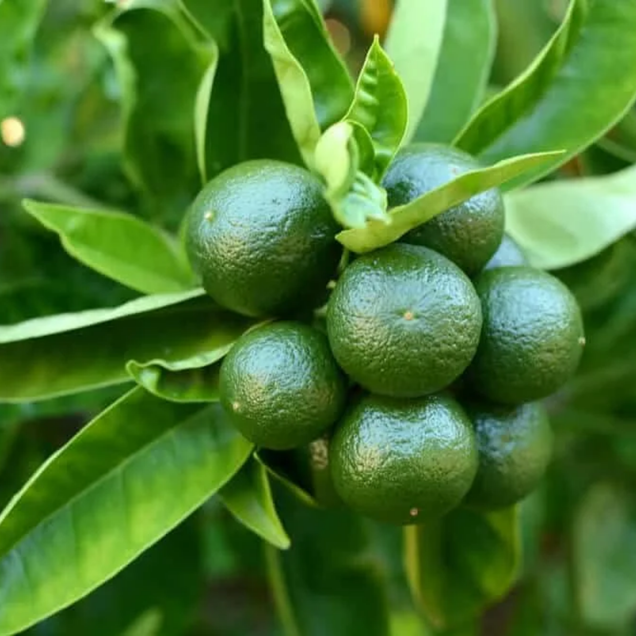 Key Lime (West Indian Lime) - Citrus aurantifolia