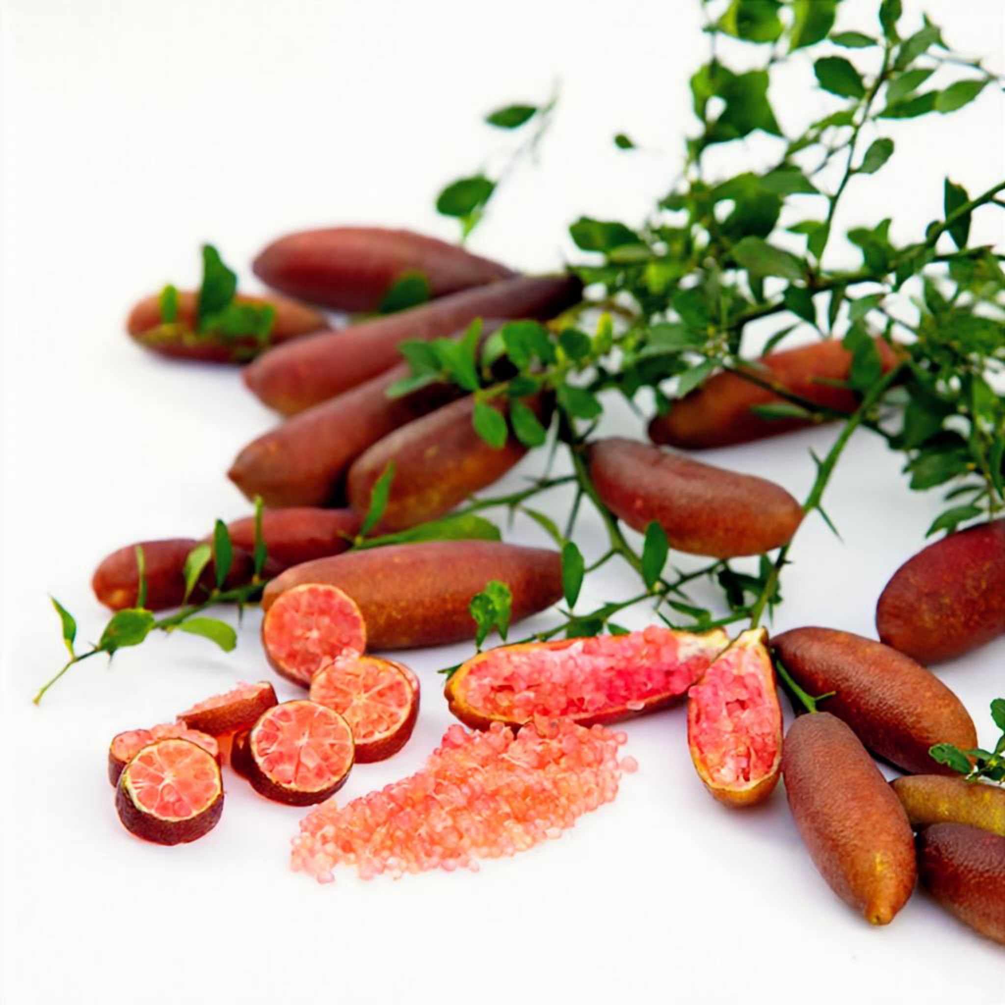Australian Finger Lime with leaves on a white background