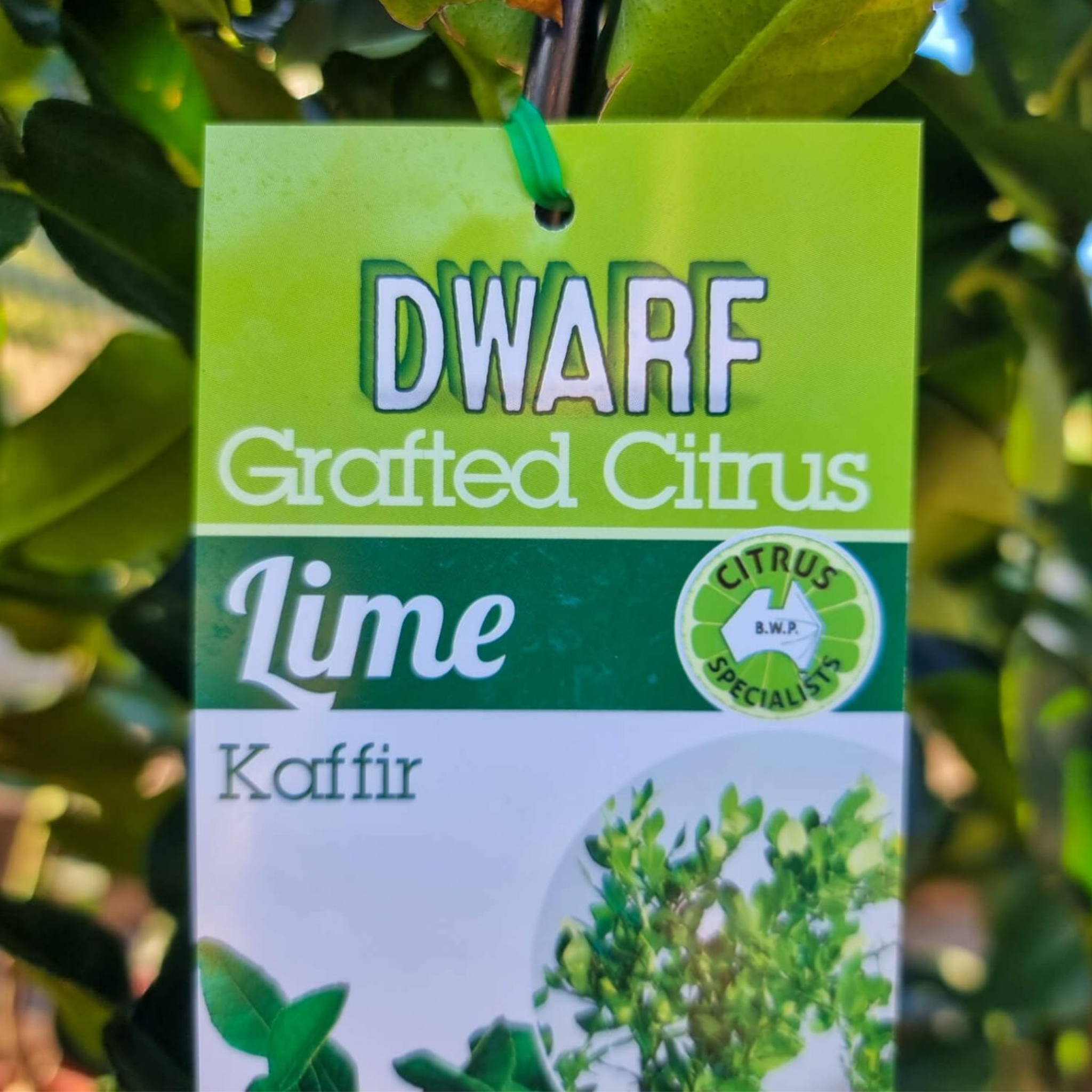 Dwarf Grafted Citrus Lime Kaffir label with green leaves in the background