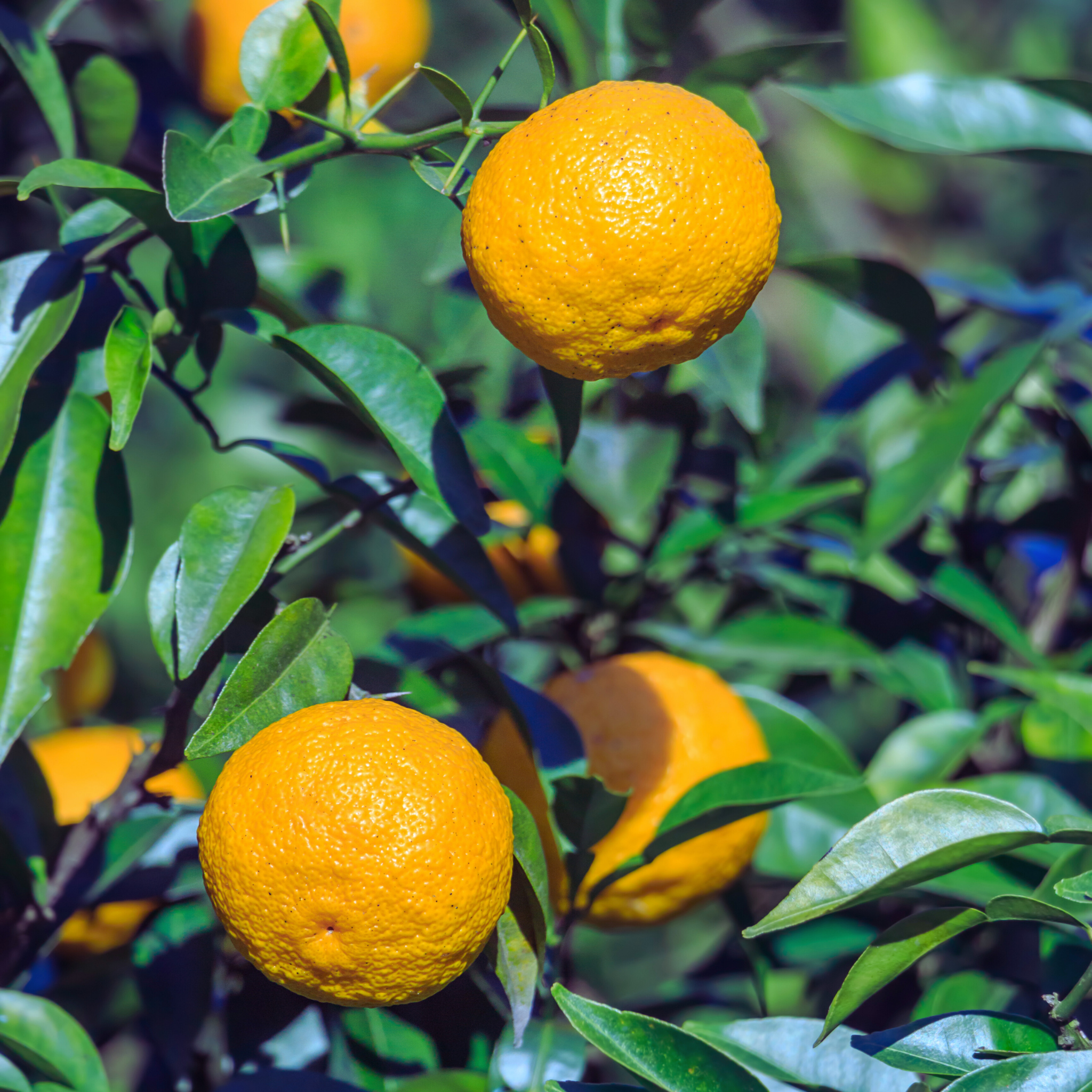 Yuzu Lemon growing on a tree with green leaves
