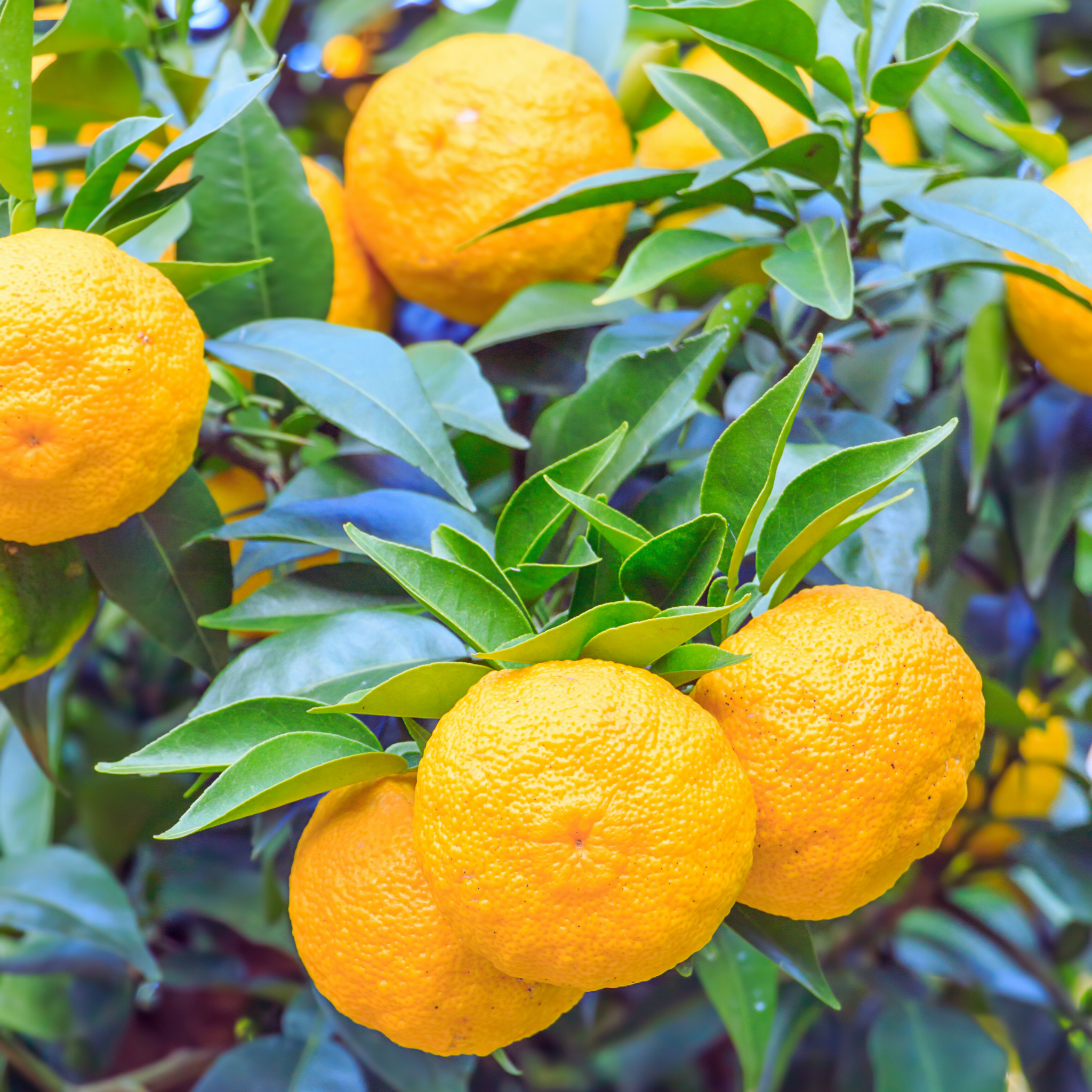 Yuzu Lemon hanging from a tree with green leaves