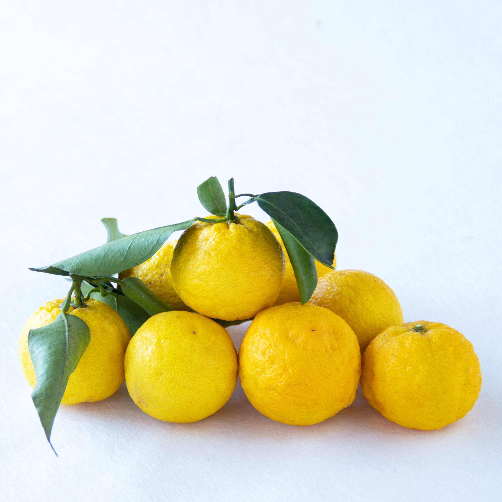 Yellow lemons with green leaves on a white background