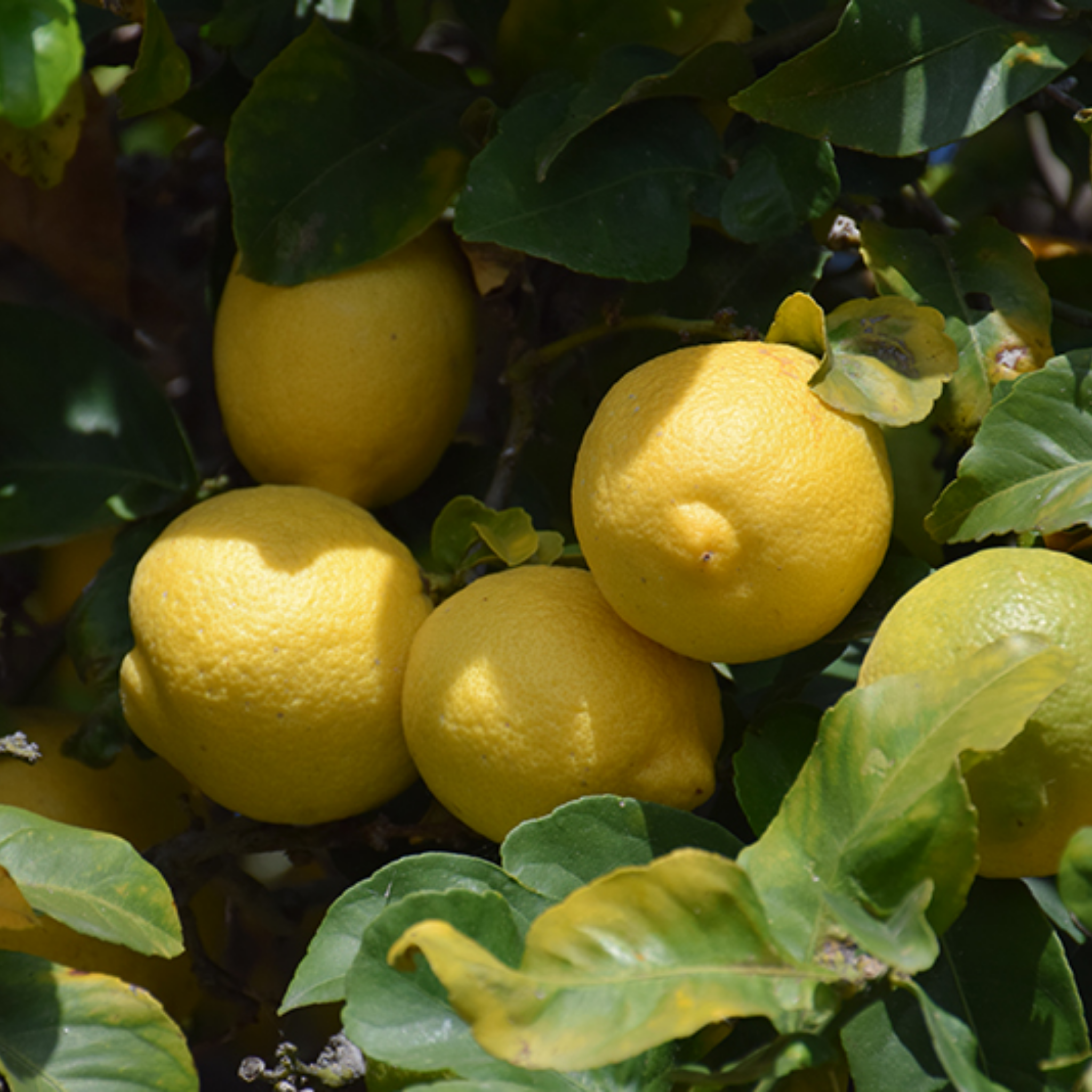 Yellow lemons hanging from a tree with green leaves.