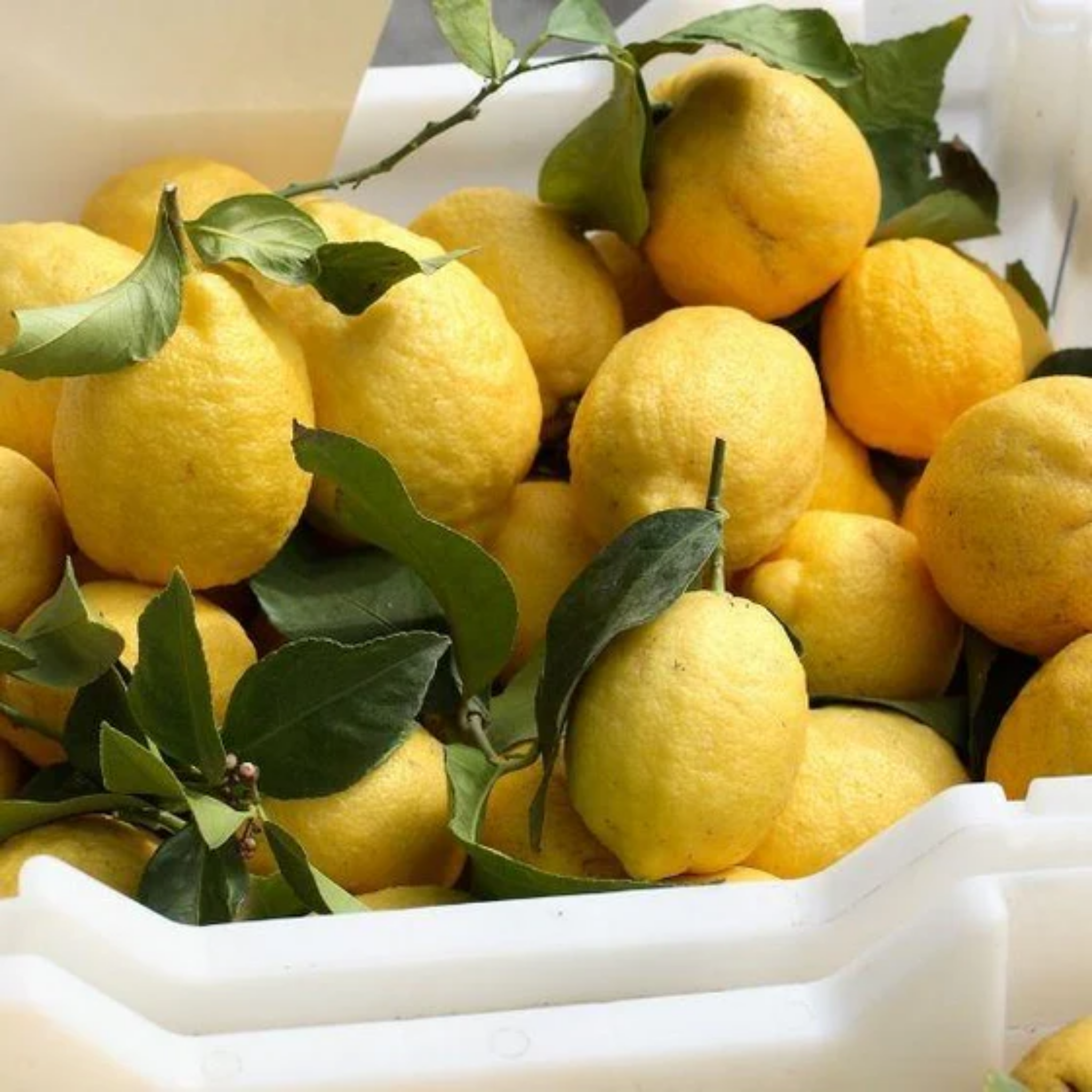 Basket of lemons with green leaves on a white background