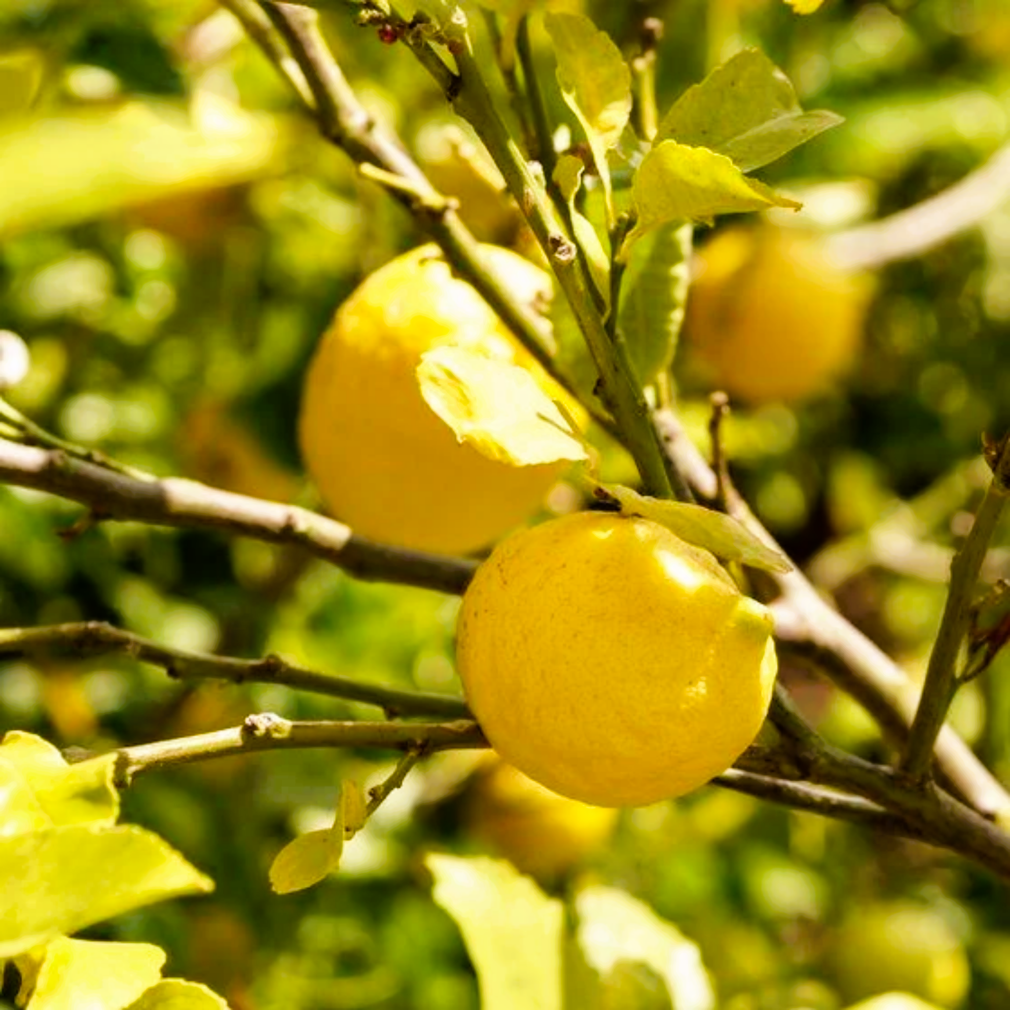 Yellow lemons on a tree branch with green leaves
