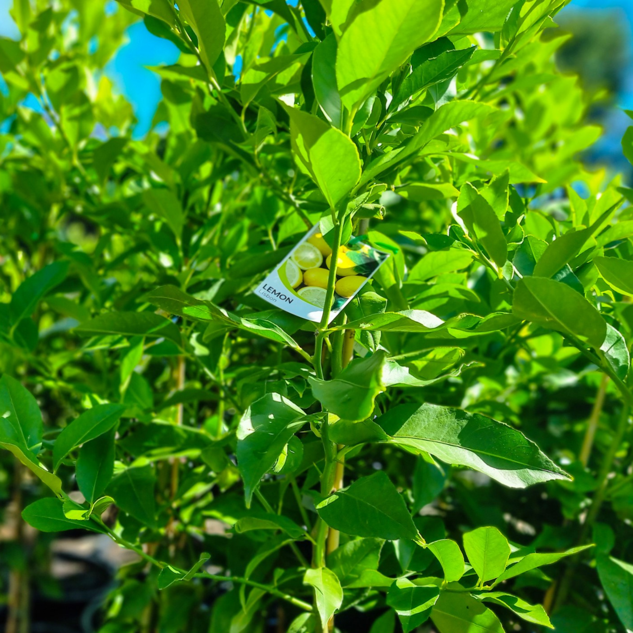 Tree with green leaves and a small fruit, with a blurred background