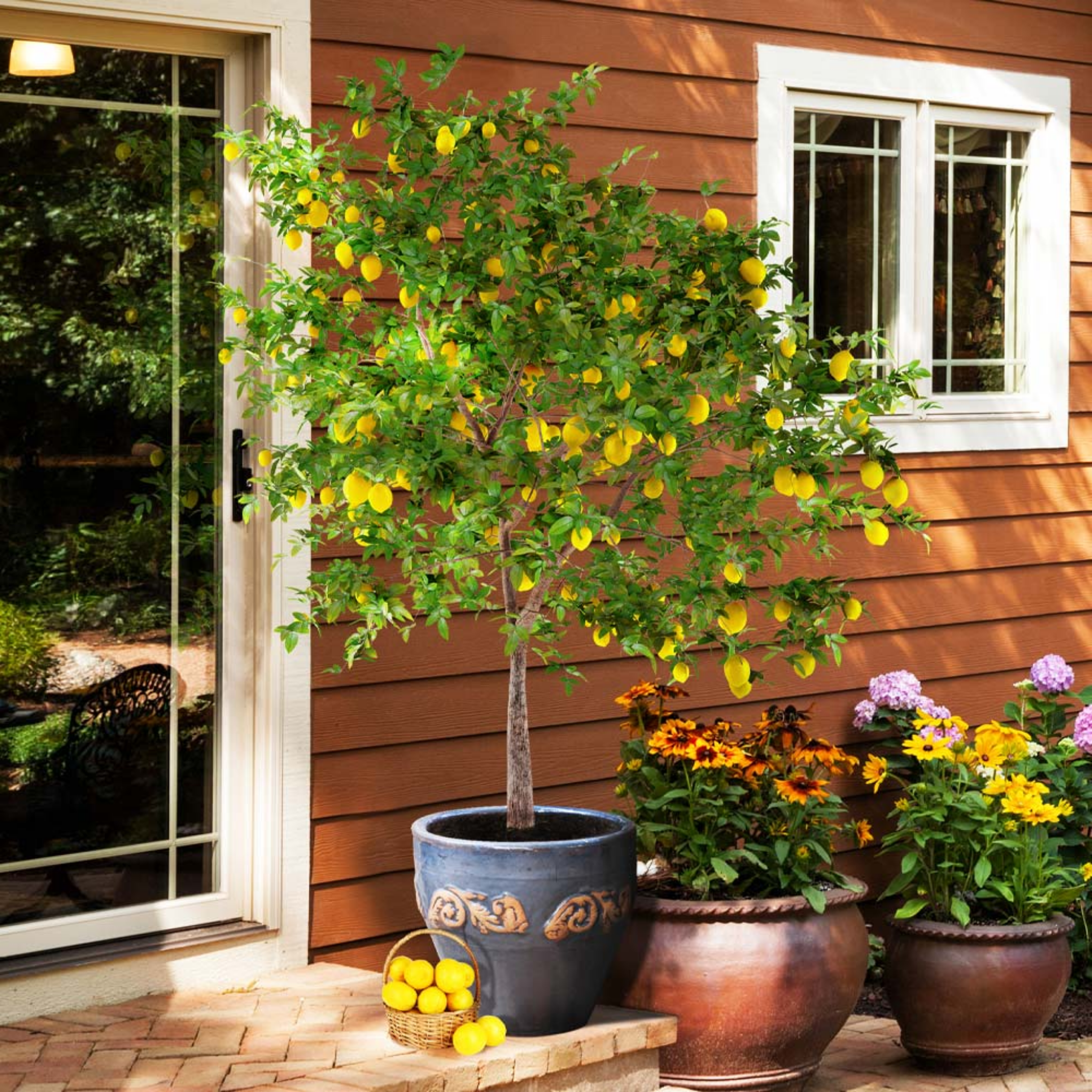 Potted lemon tree with fruit in front of a house exterior