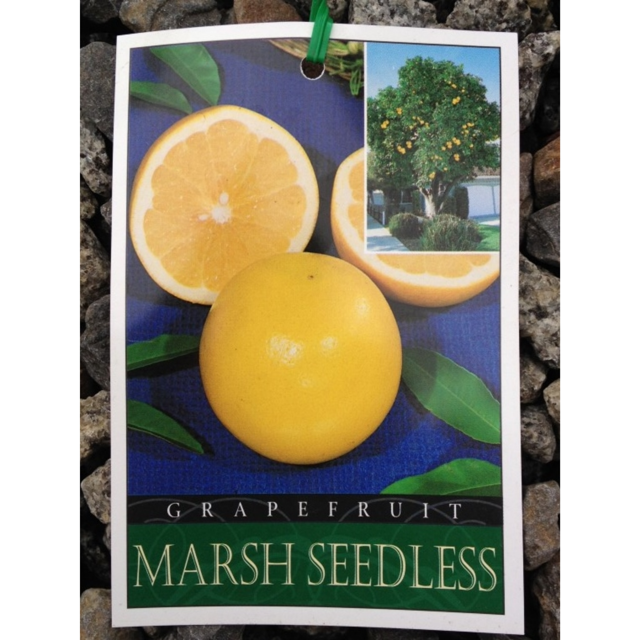 Grapefruit seedless label with images of grapefruits on a rocky background