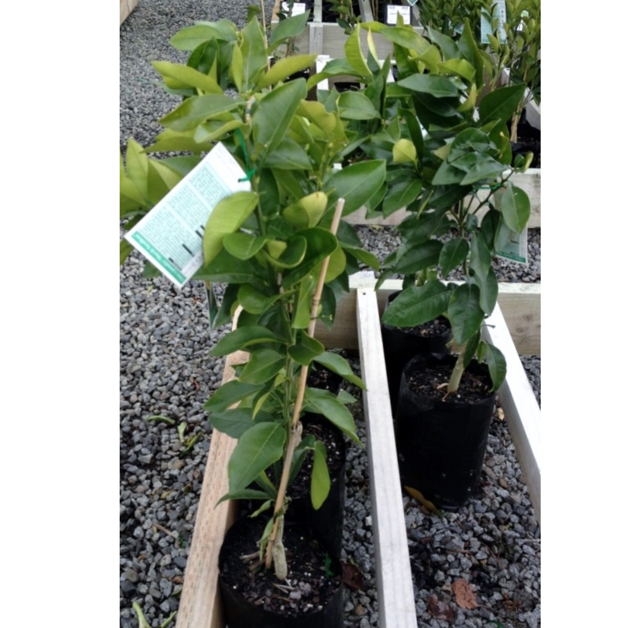 Potted plant with green leaves in a garden setting