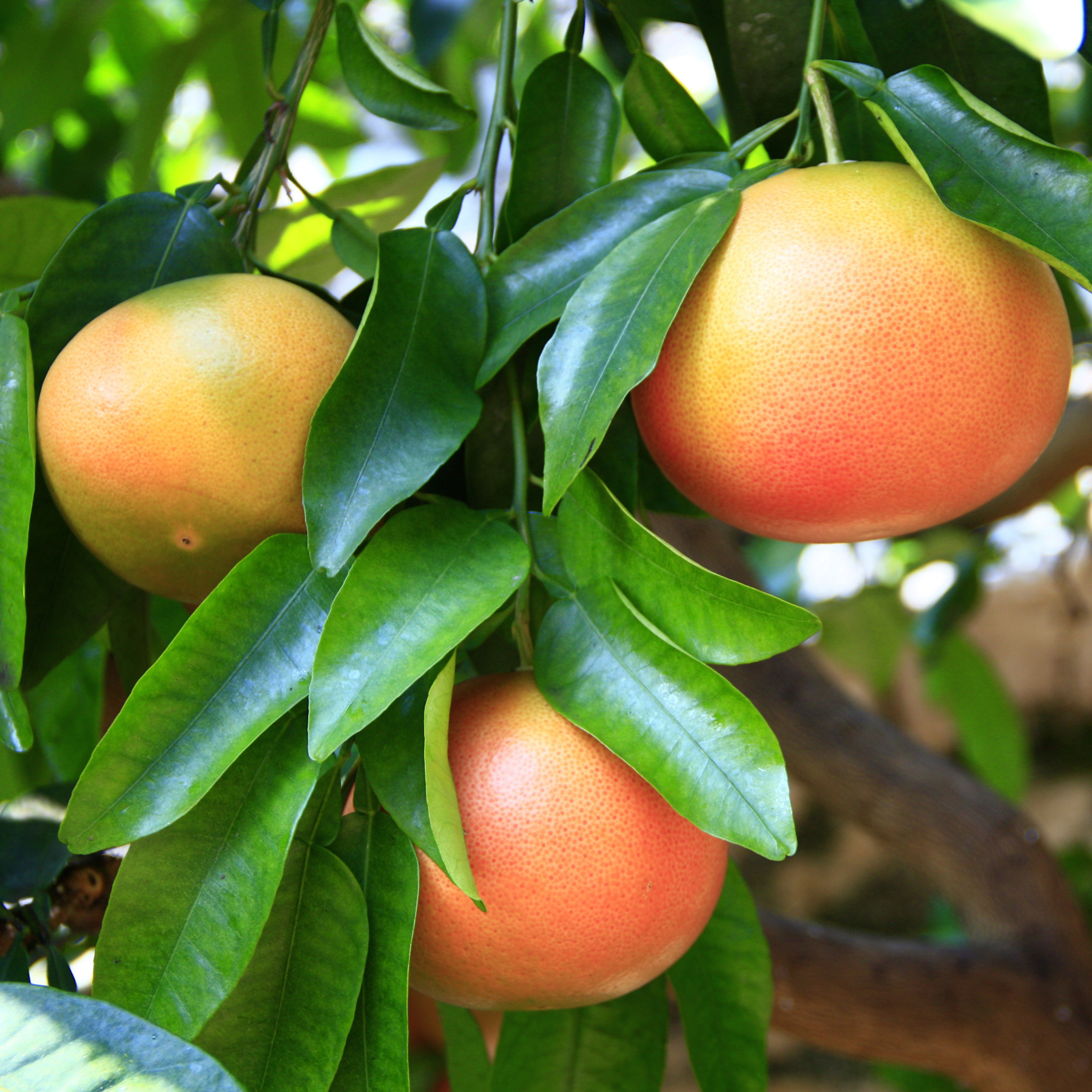 Grapefruits hanging from a tree with green leaves