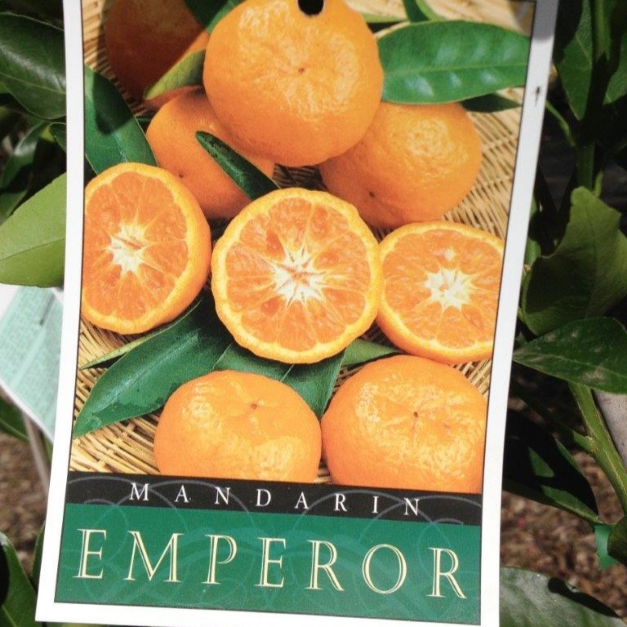 Packaging of Mandarin Emperor oranges with oranges and leaves on a green background.