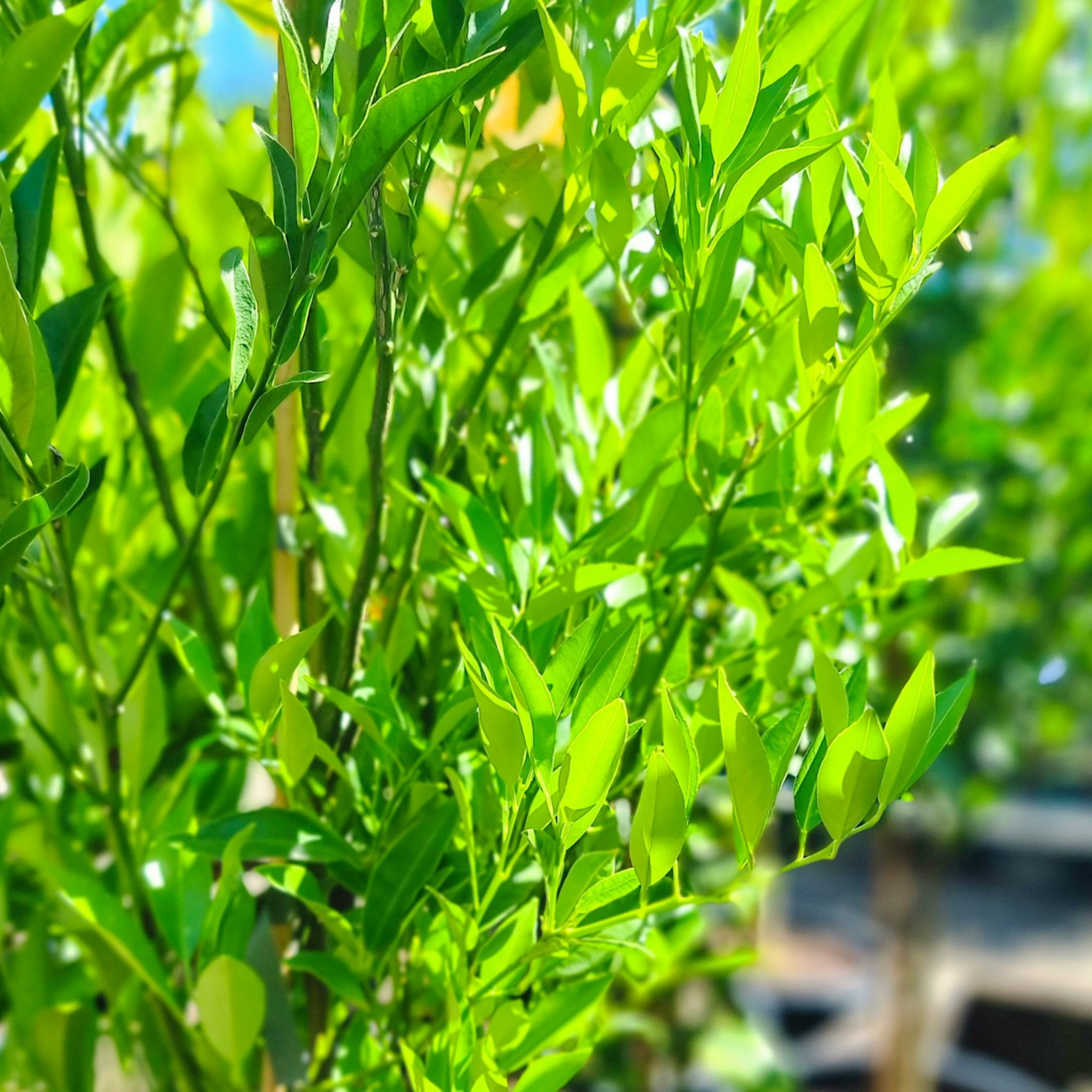 Close-up of green leaves with a blurred background