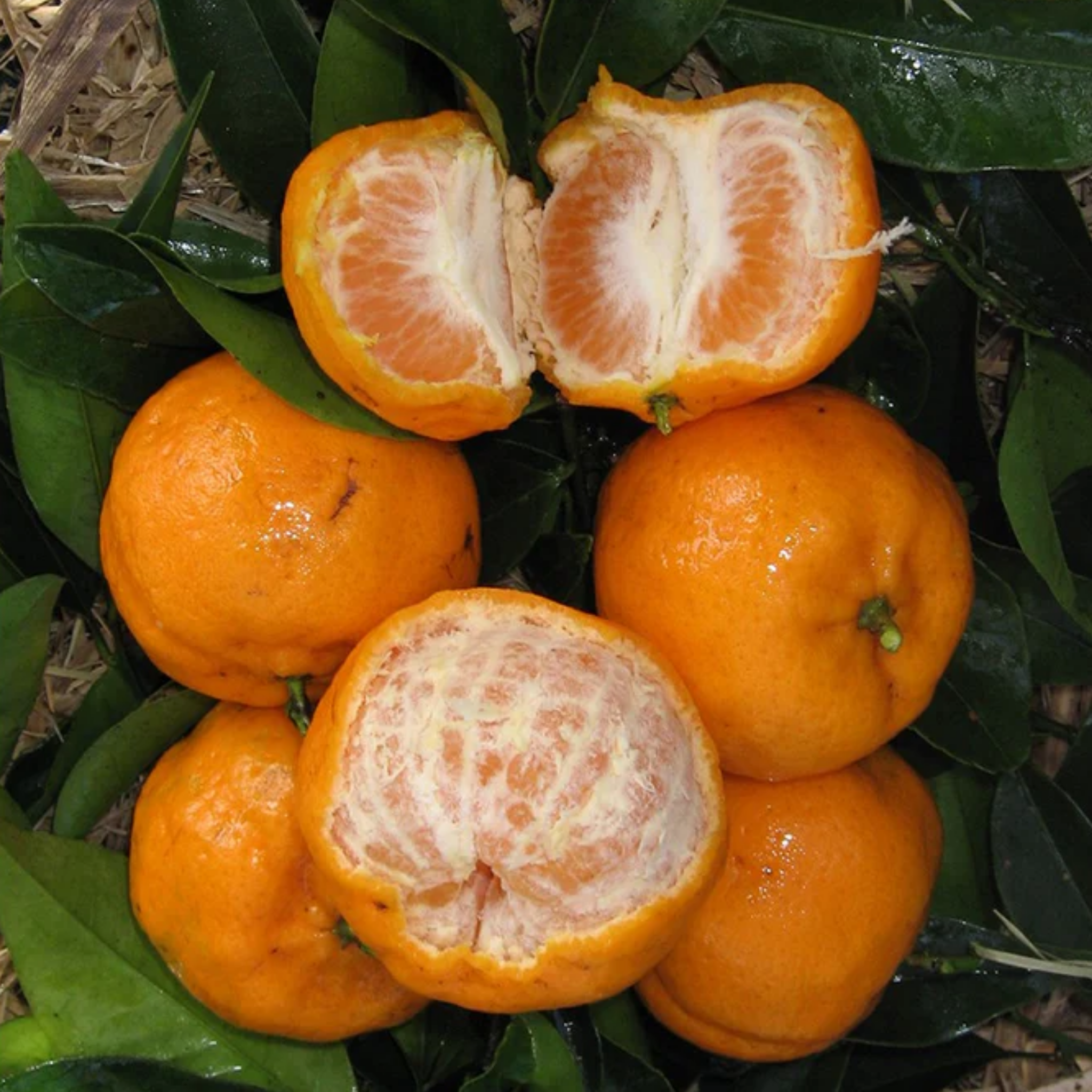Mandarin with one cut open on green leaves