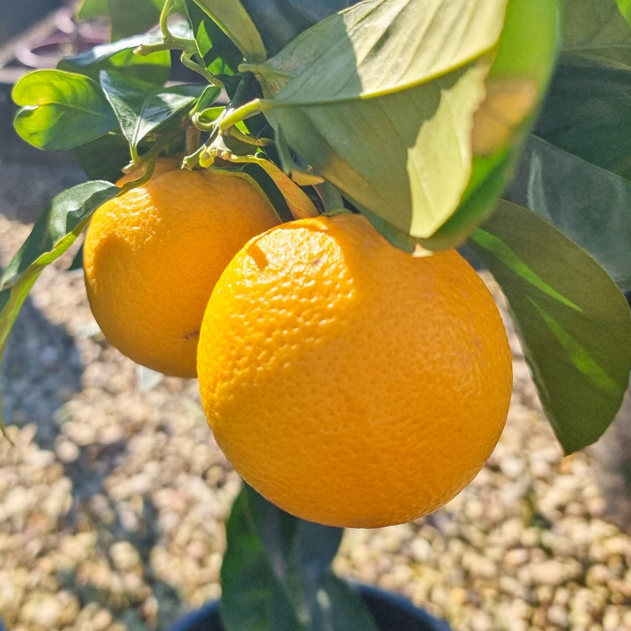 Two oranges hanging from a tree branch with green leaves.