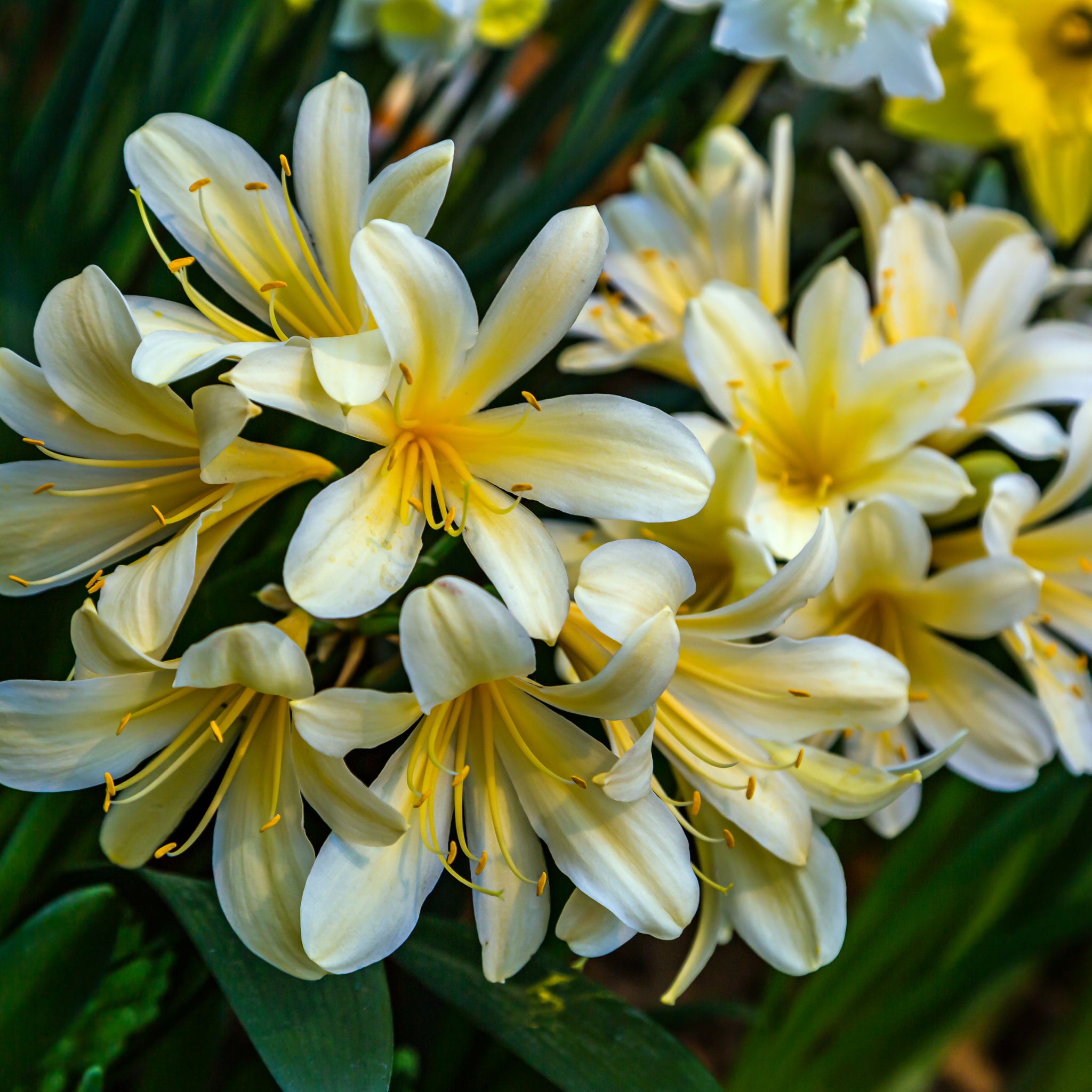 Close-up of white and yellow flowers with green leaves