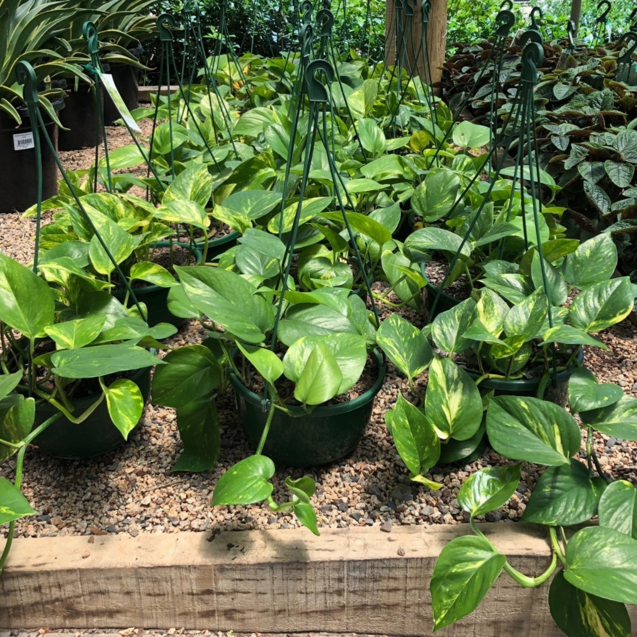 Epipremnum aureum - Devils Ivy - Golden Pothos