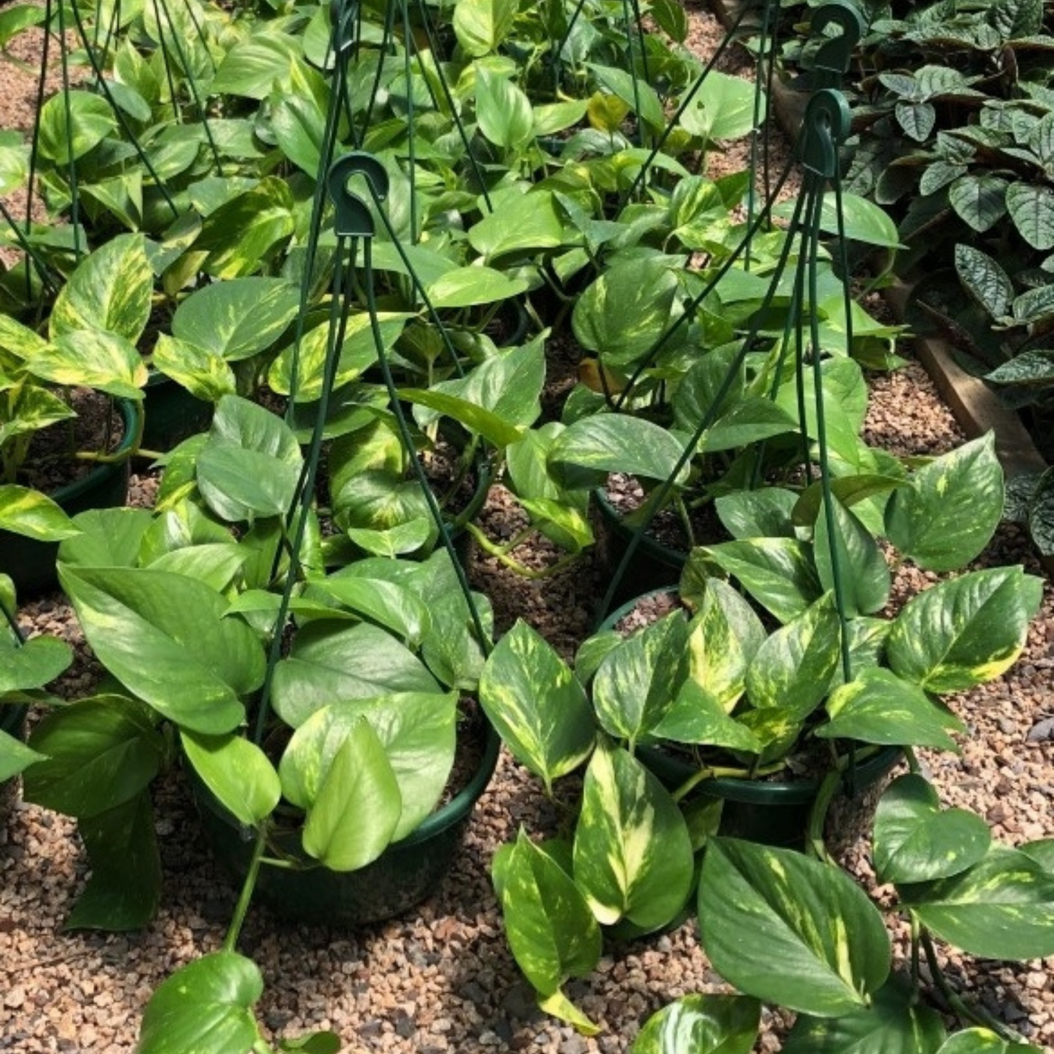 Epipremnum aureum - Devils Ivy - Golden Pothos