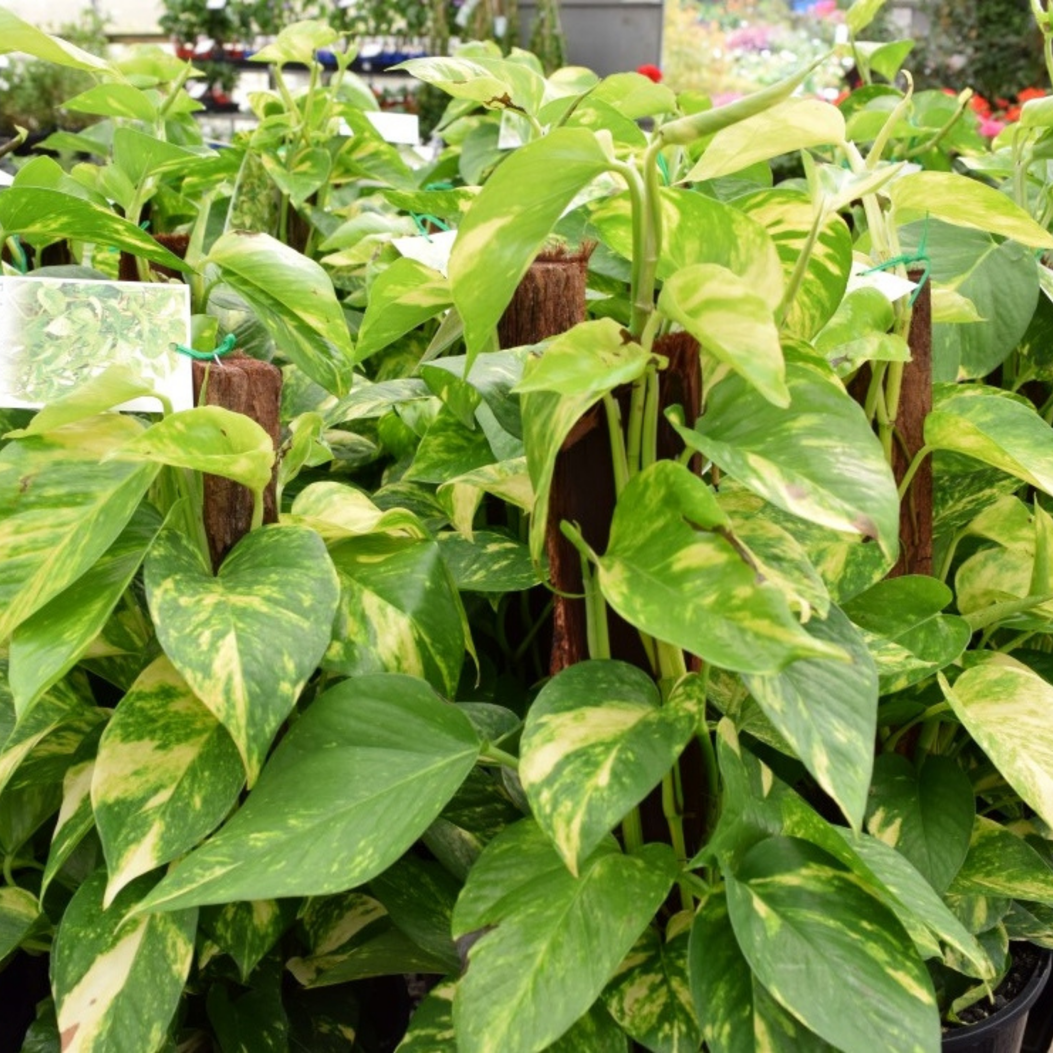 Epipremnum aureum - Devils Ivy - Golden Pothos