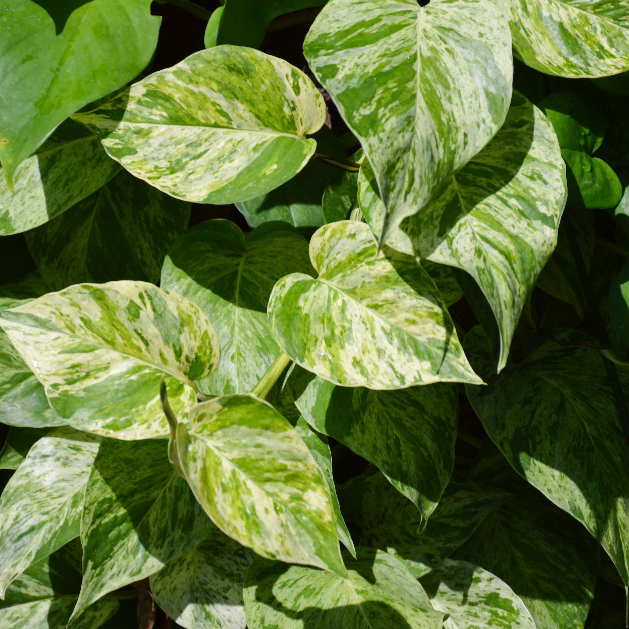 Epipremnum aureum - Devils Ivy - Golden Pothos