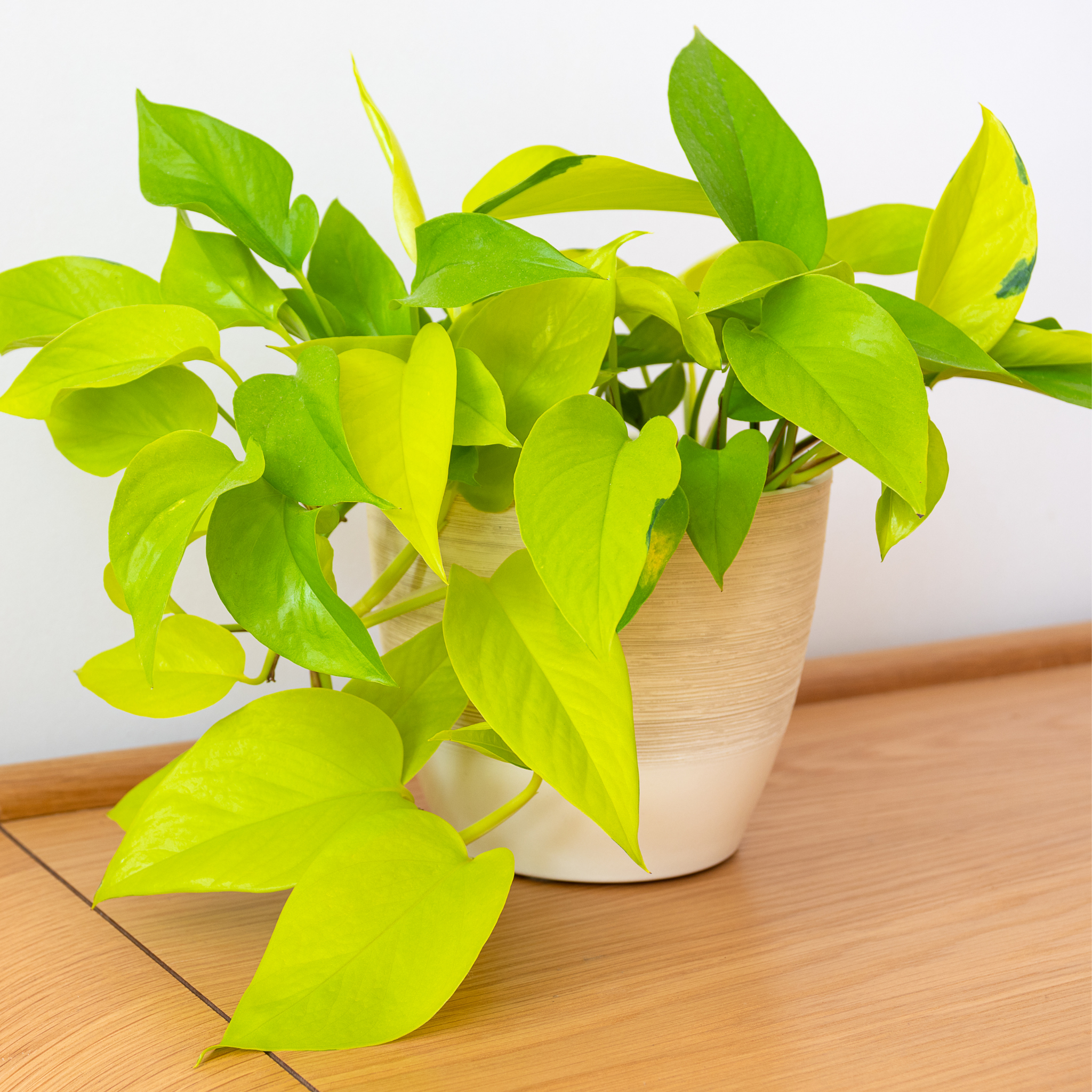 Epipremnum aureum Goldilocks - Neon Ponthos Devil's Ivy