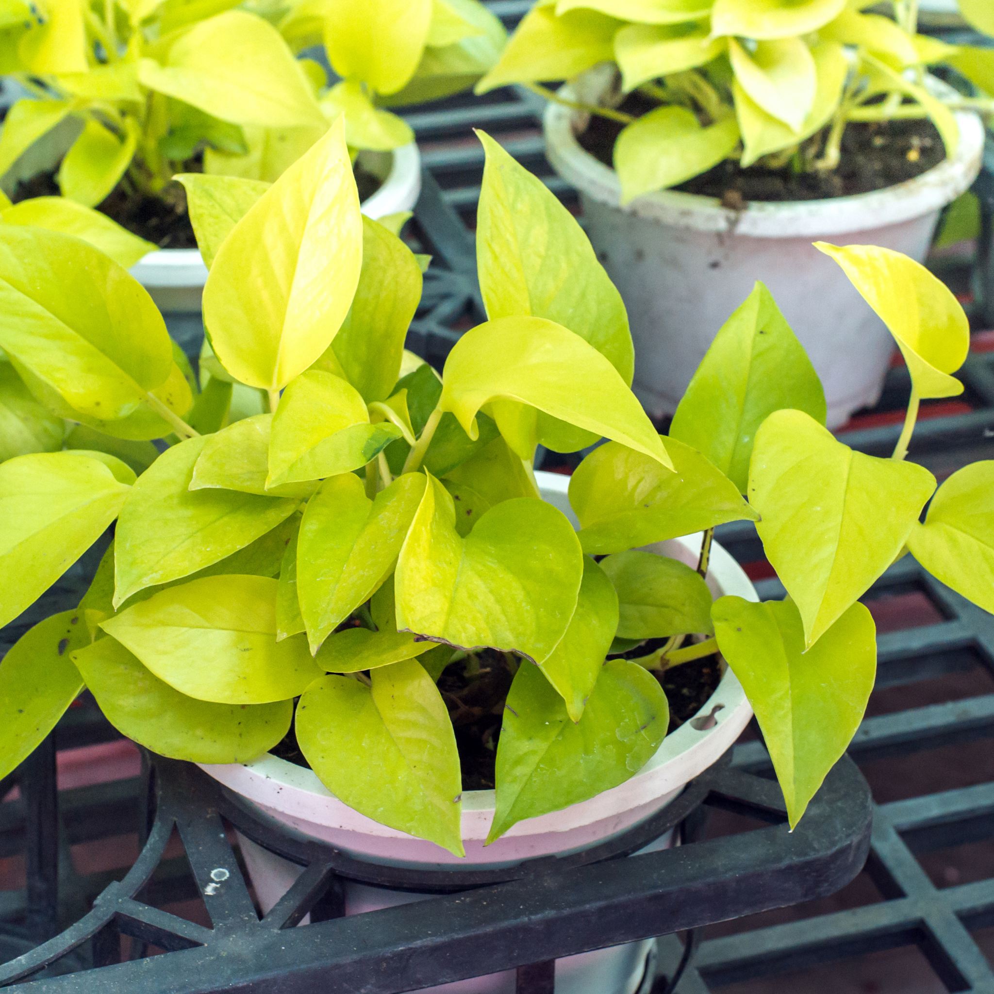Epipremnum aureum Goldilocks - Neon Ponthos Devil's Ivy