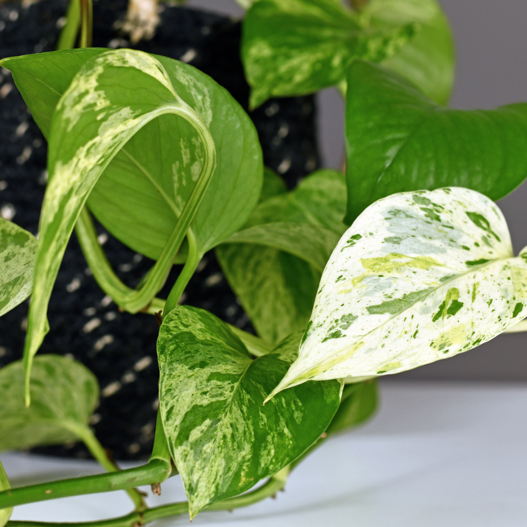 Marble Queen Golden Ponthos - Epipremnum aureum Devil's Ivy