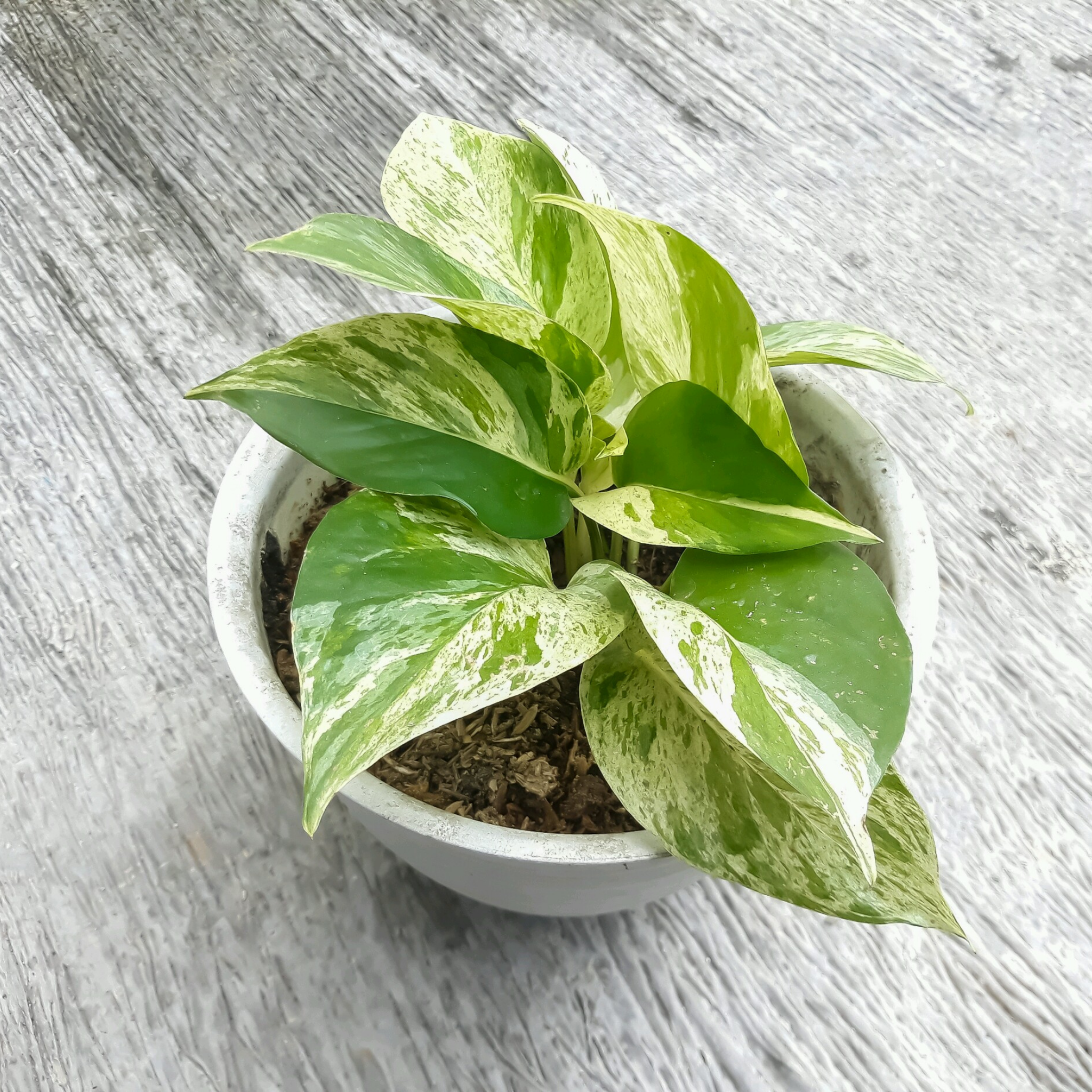 Marble Queen Golden Ponthos - Epipremnum aureum Devil's Ivy