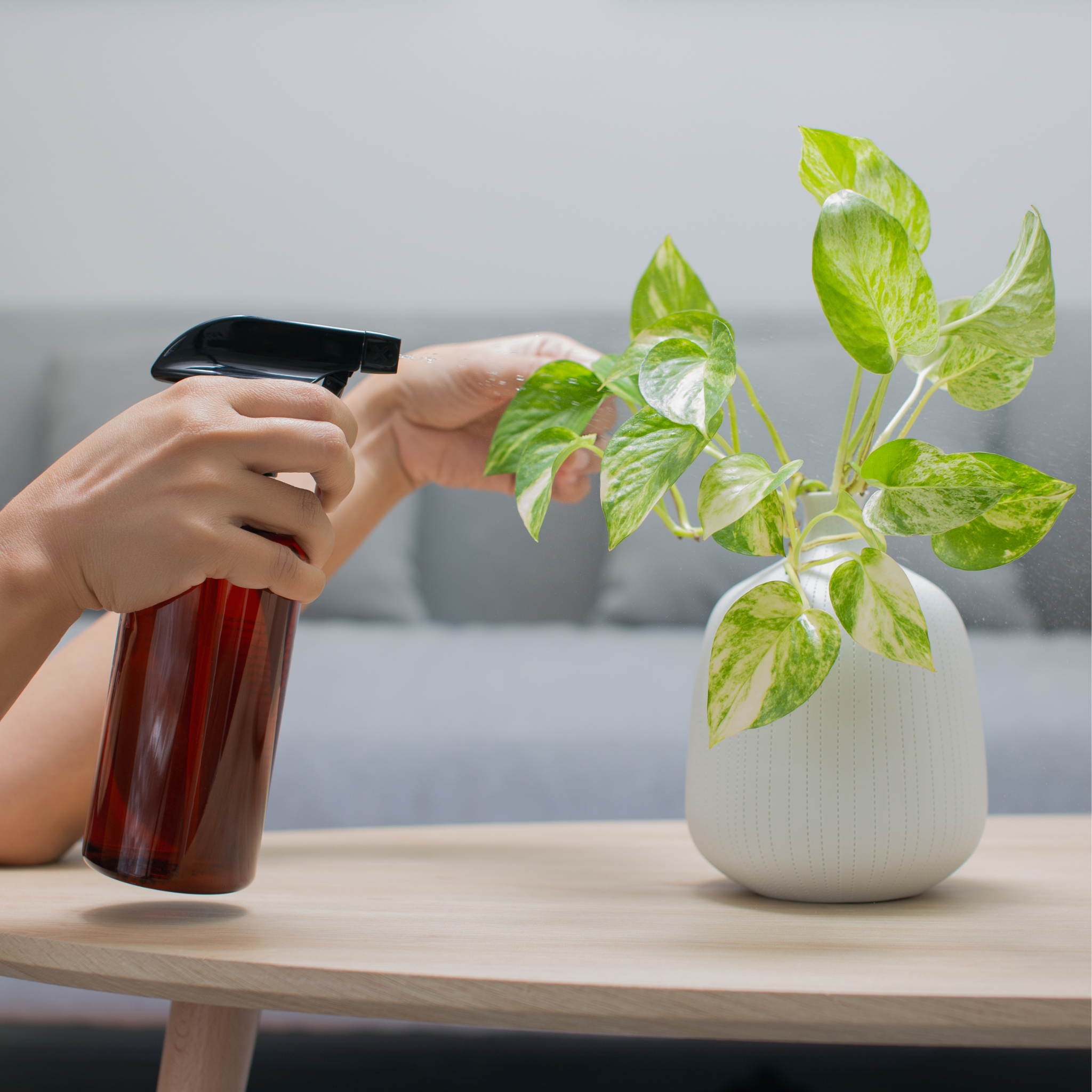 Marble Queen Golden Ponthos - Epipremnum aureum Devil's Ivy