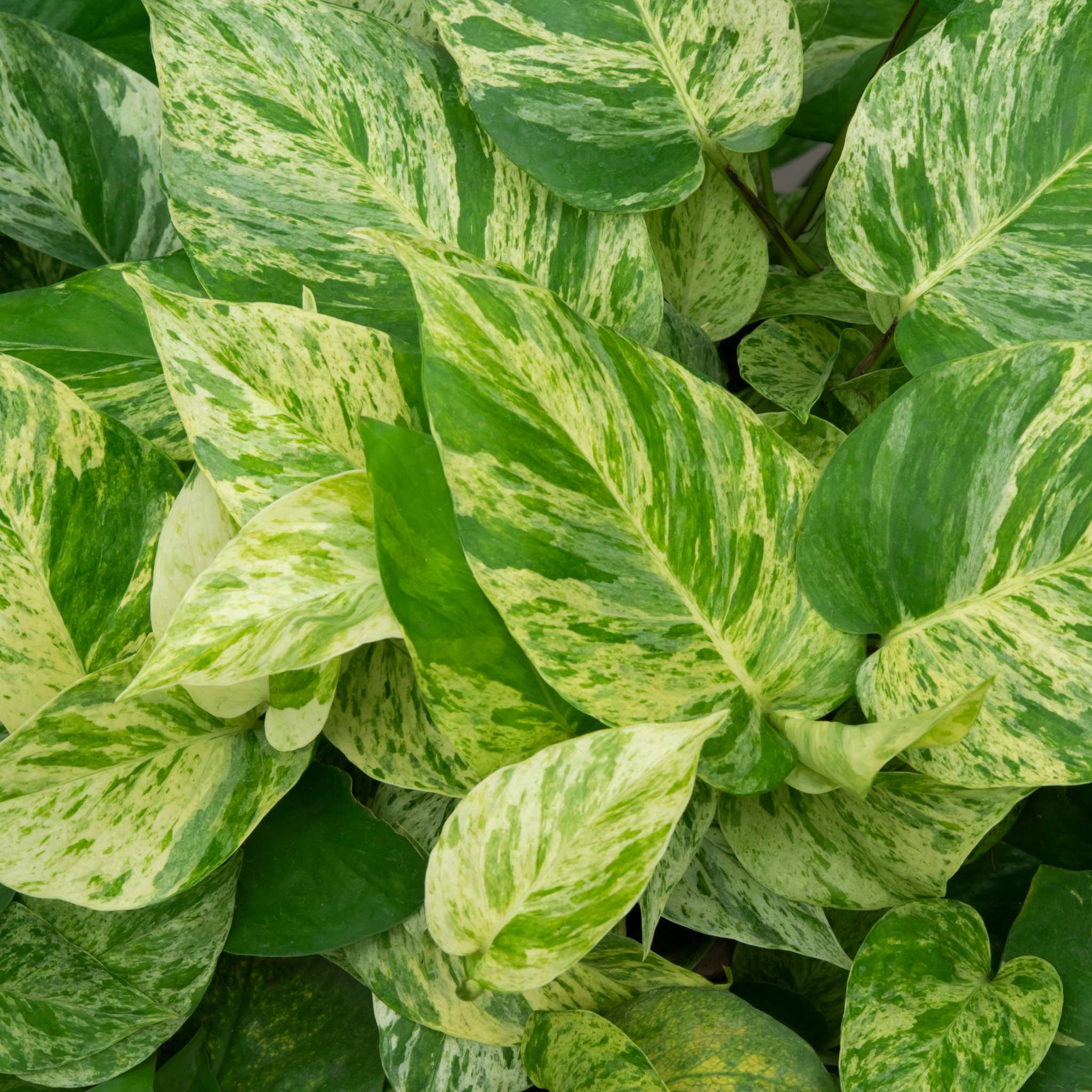 Marble Queen Golden Ponthos - Epipremnum aureum Devil's Ivy