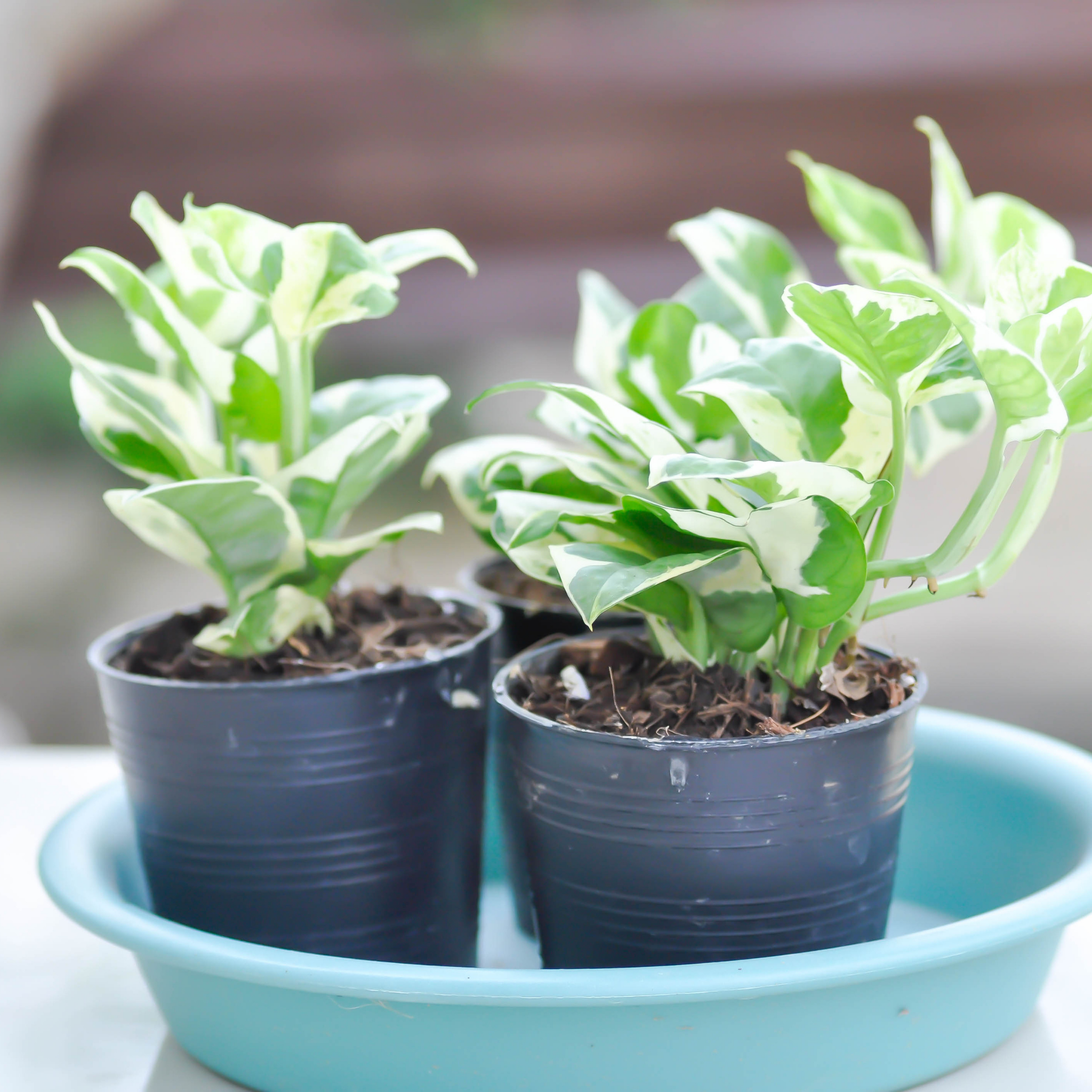 Epipremnum 'Snow Queen' Devil's Ivy - Variegated Epipremnum aureum