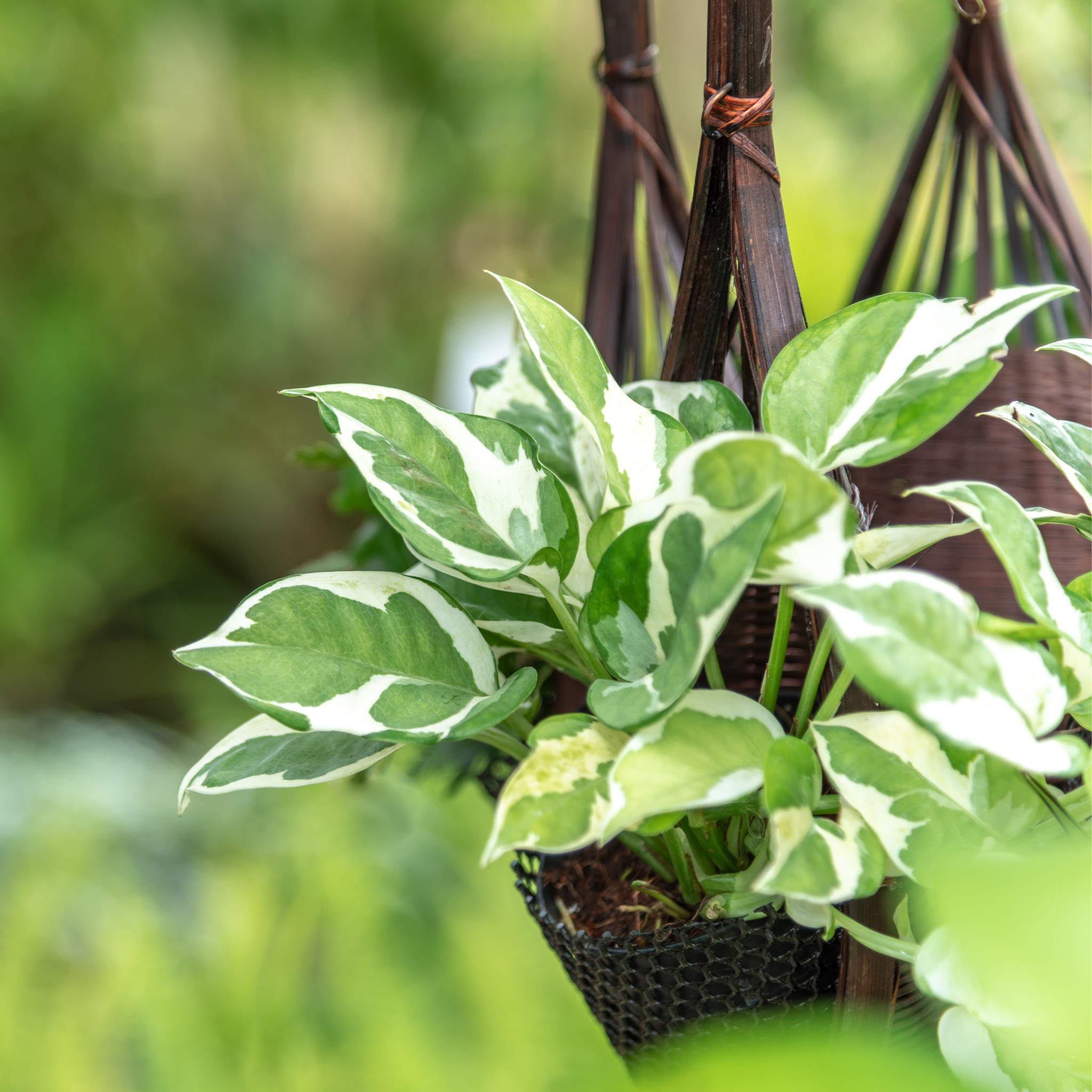 Epipremnum 'Snow Queen' Devil's Ivy - Variegated Epipremnum aureum