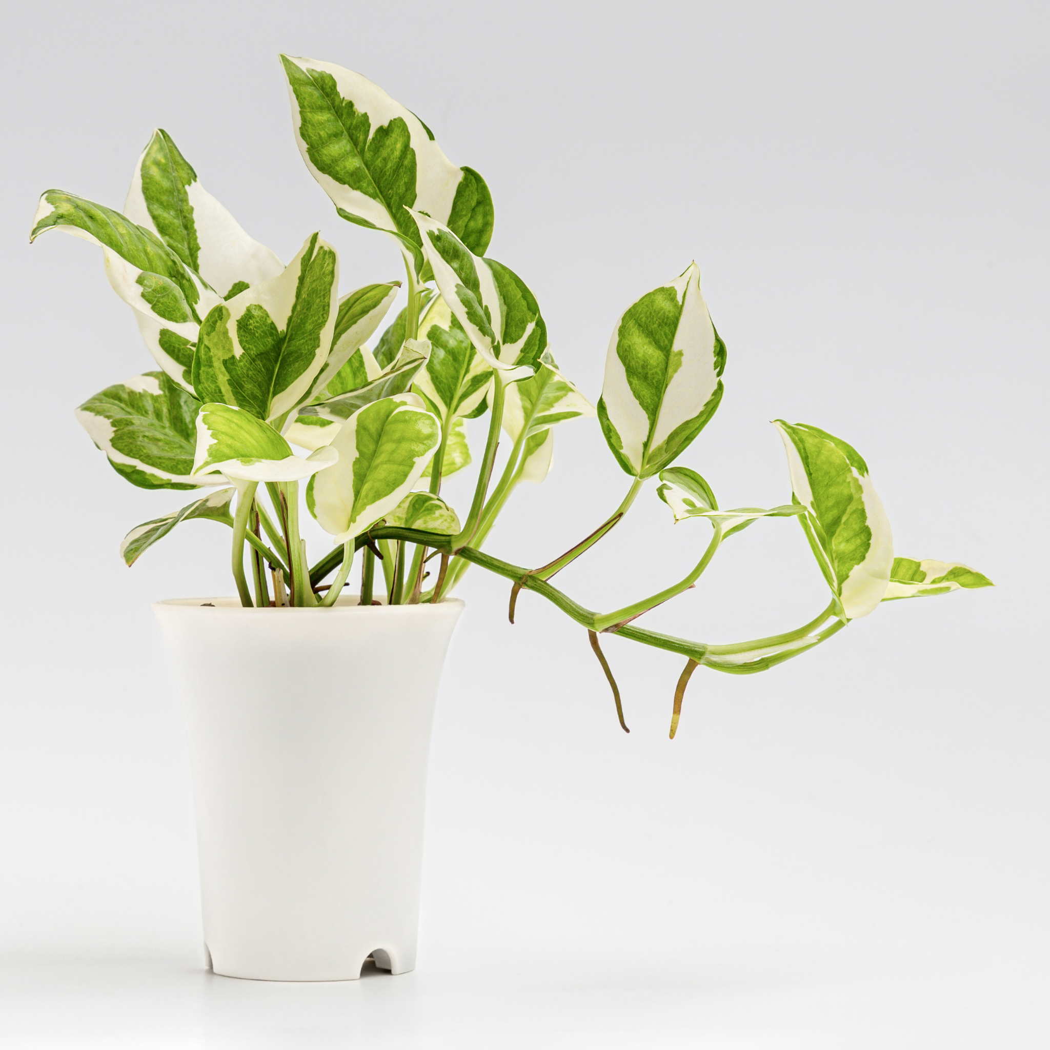 Epipremnum 'Snow Queen' Devil's Ivy - Variegated Epipremnum aureum