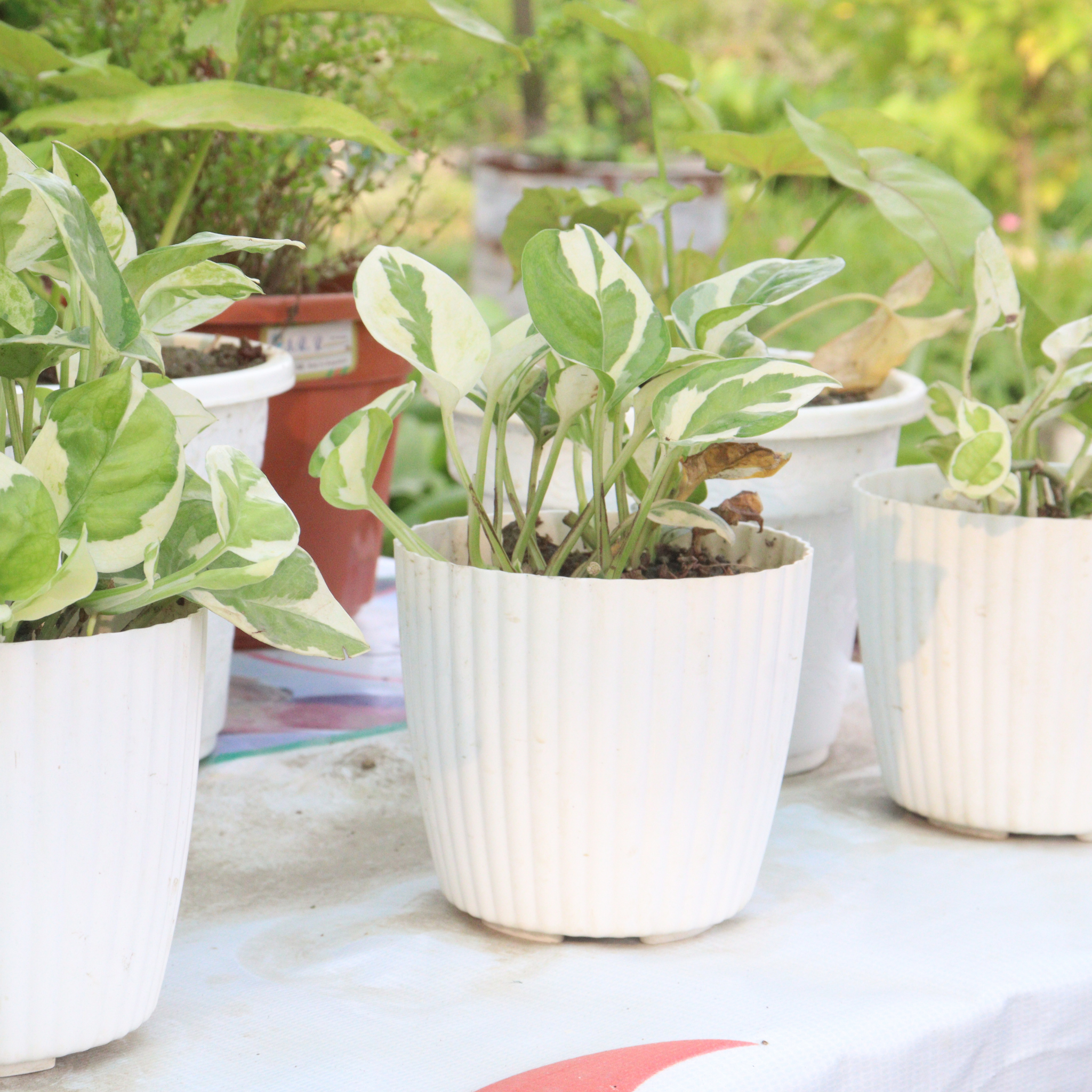 Epipremnum 'Snow Queen' Devil's Ivy - Variegated Epipremnum aureum