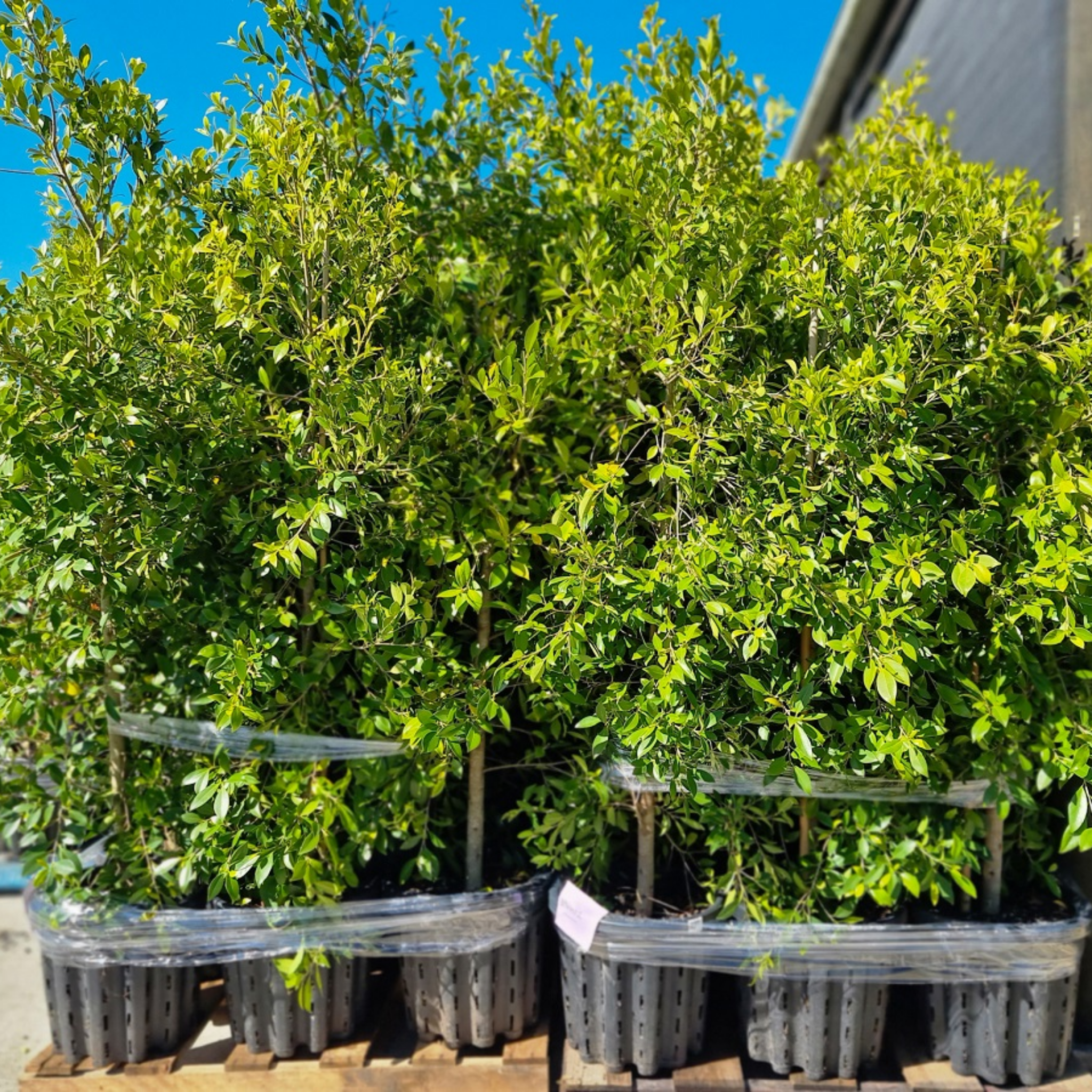 Ficus microcarpa ‘Hillii Flash’ - Hills Weeping Fig