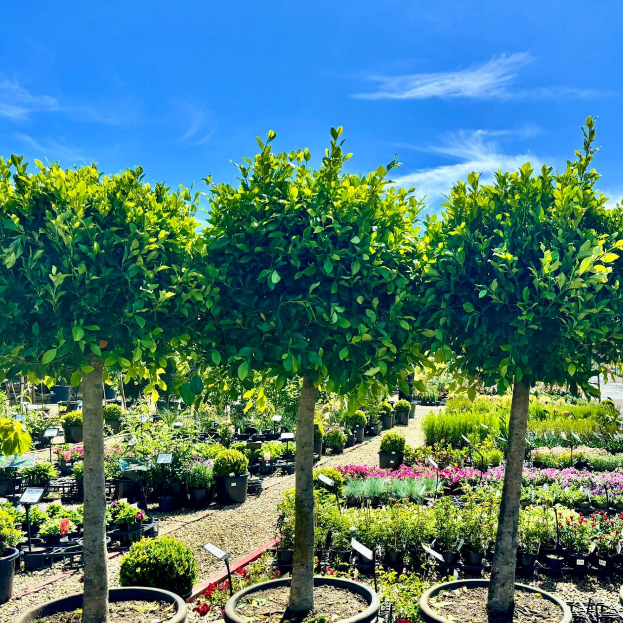 Ficus microcarpa ‘Hillii Flash’ - Hills Weeping Fig