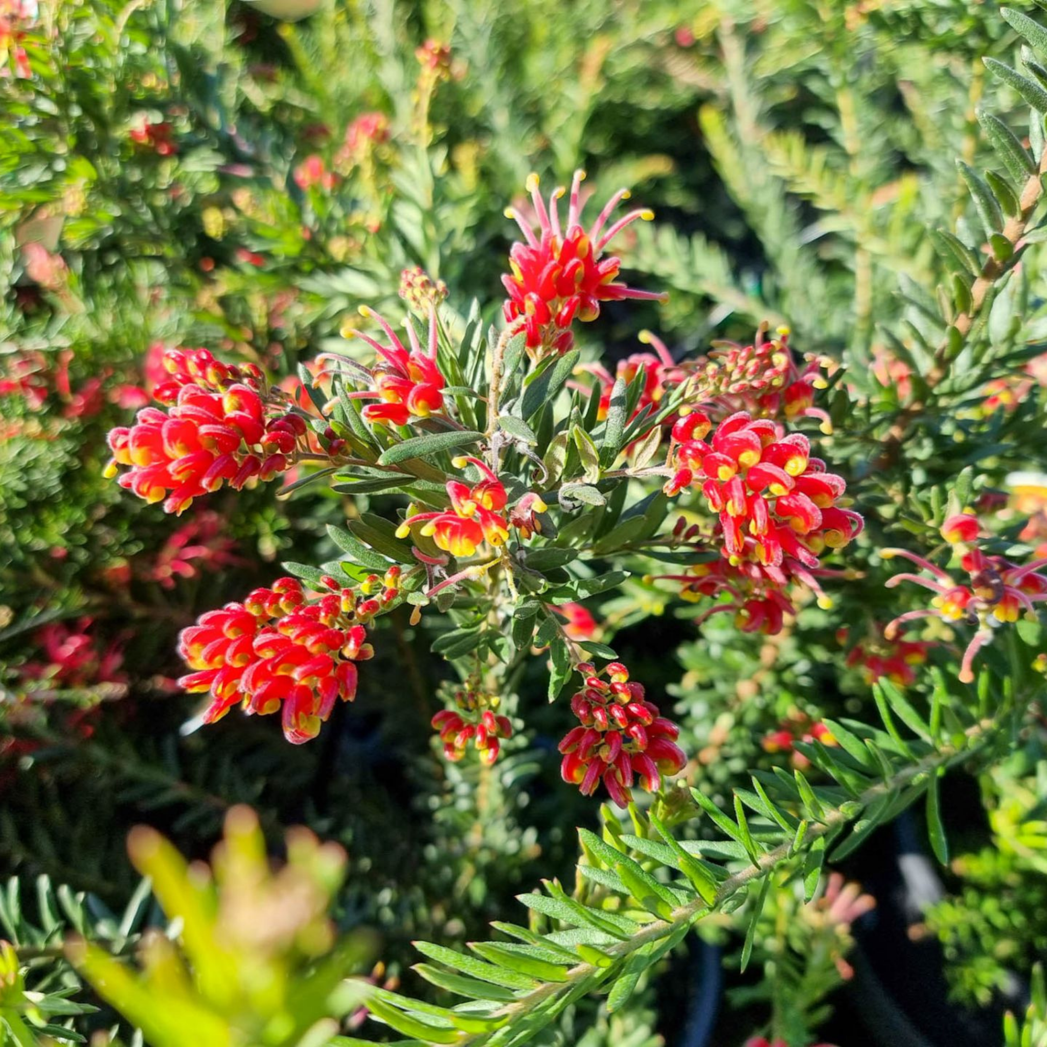 Grevillea 'Fireworks' - Grevillea hybrida Spider Flower Toothbrush Plant