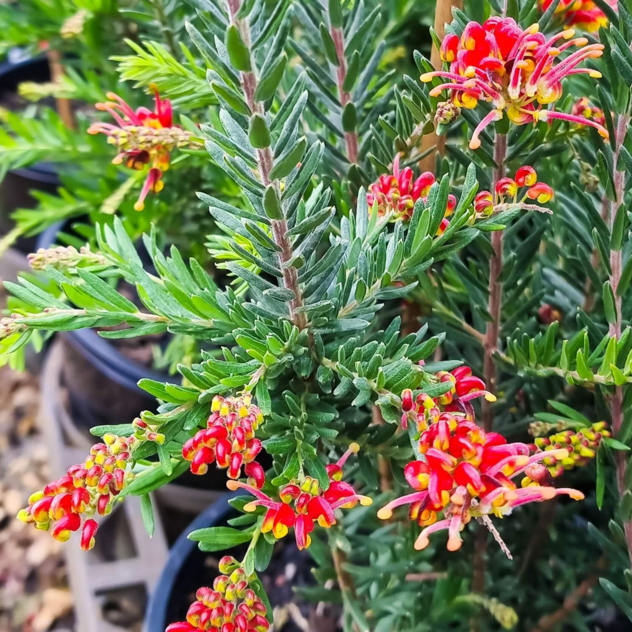 Grevillea 'Fireworks' - Grevillea hybrida Spider Flower Toothbrush Plant