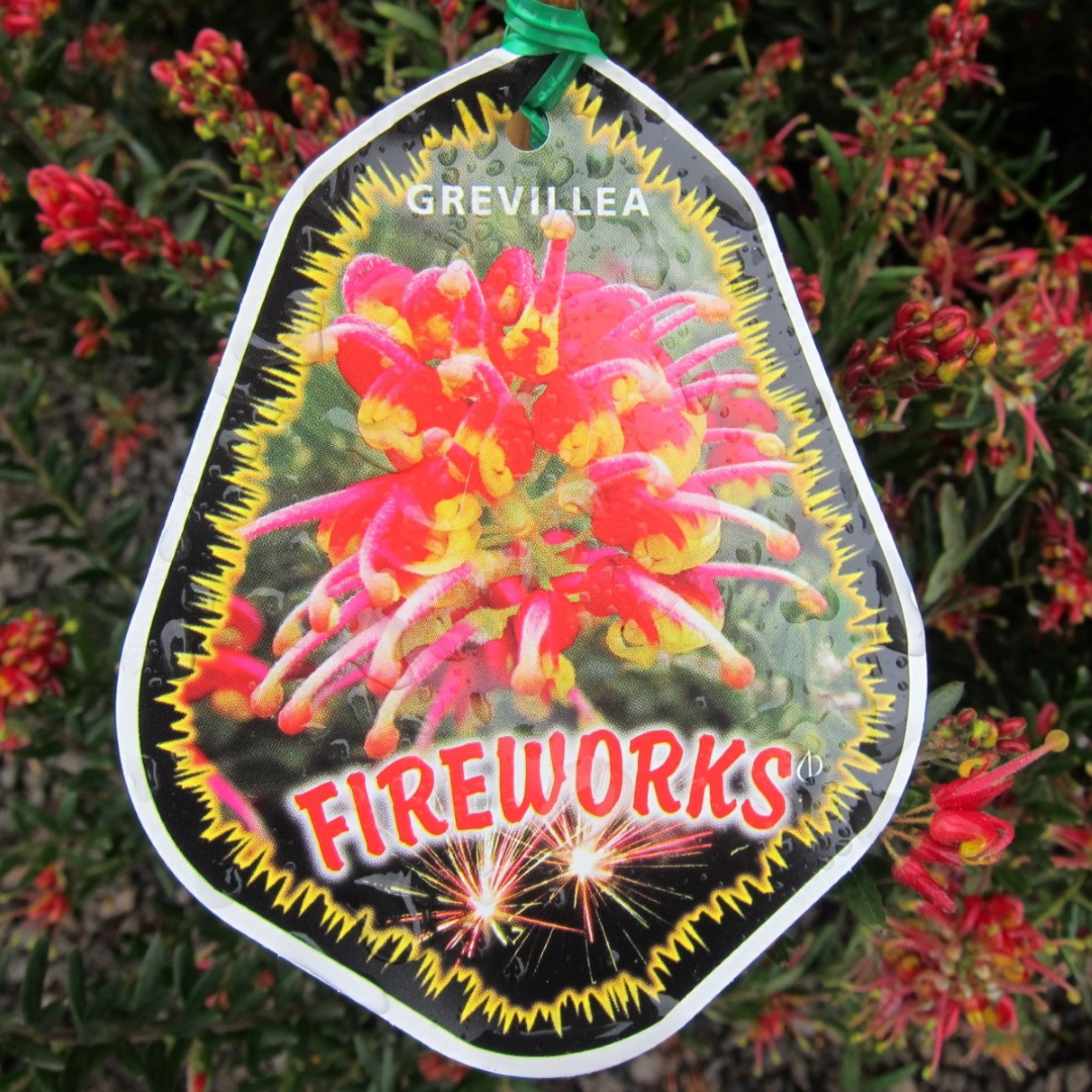 Grevillea 'Fireworks' - Grevillea hybrida Spider Flower Toothbrush Plant