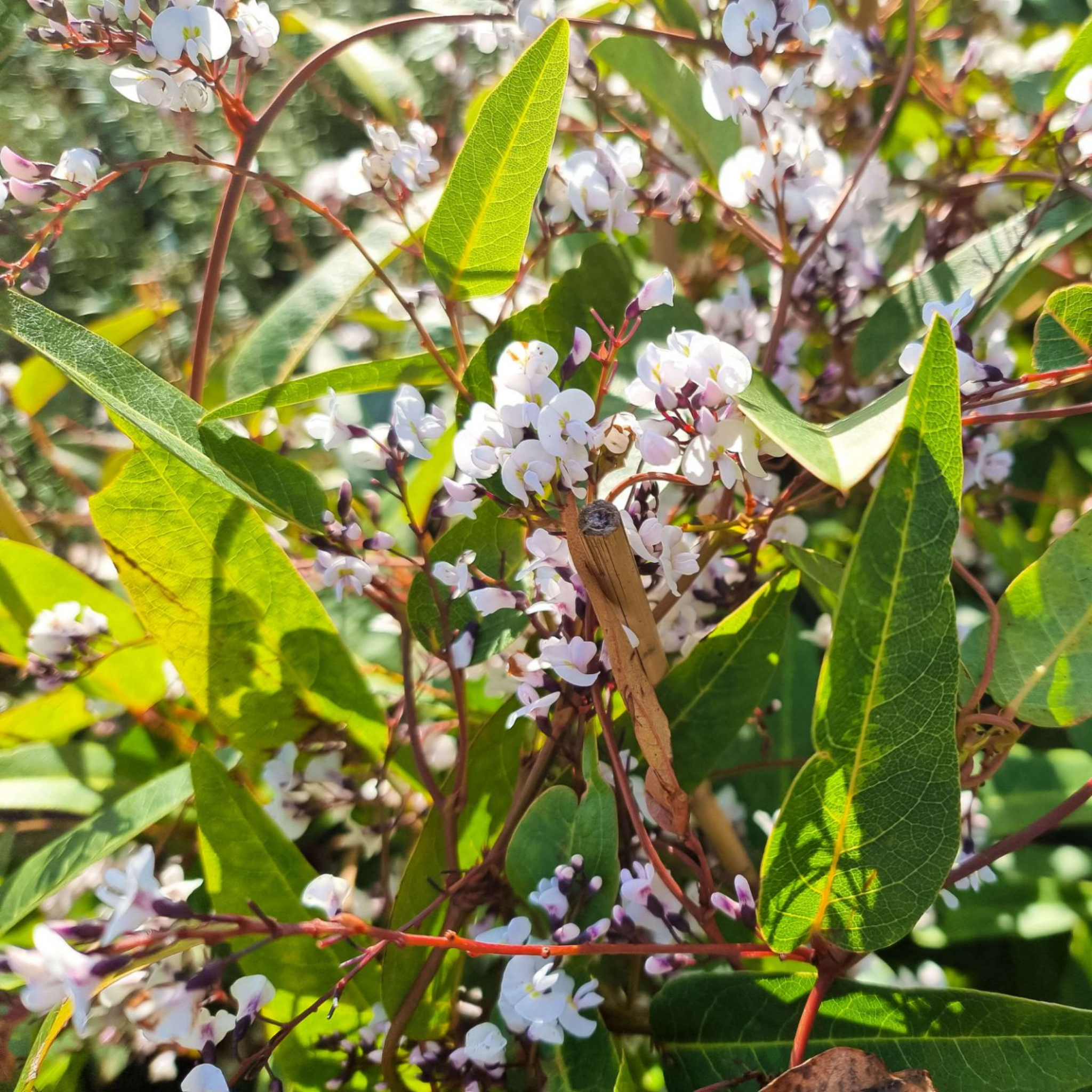 Hardenbergia violacea Free N Easy - Happy Wanderer Native Wisteria