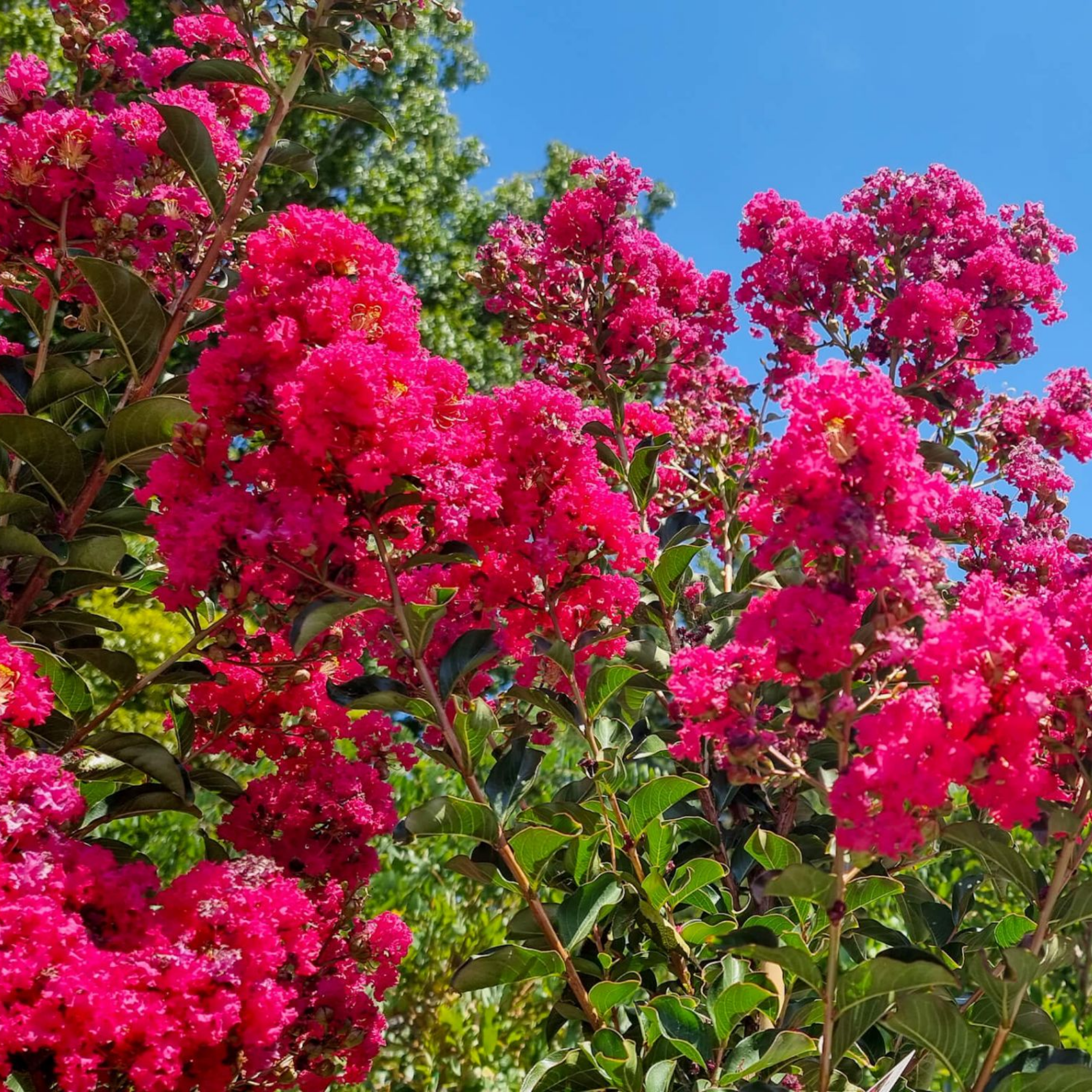 Pink flowers with green leaves against a blue sky