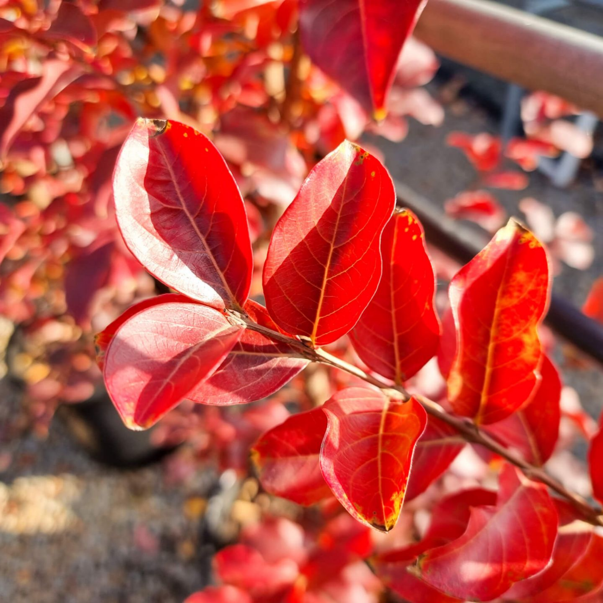 Close-up of red leaves with a blurred background