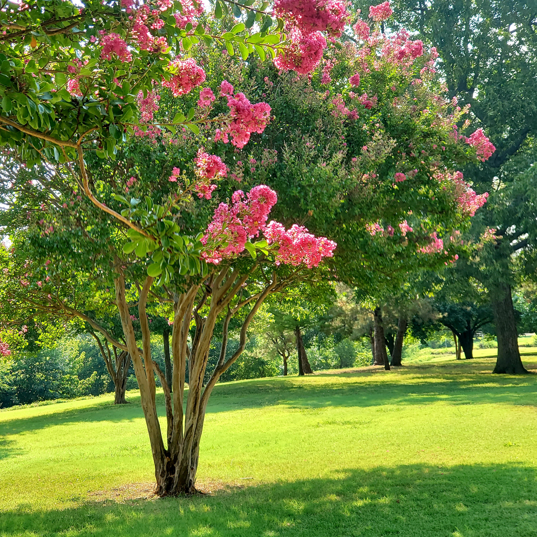 Tree with pink flowers in a park setting