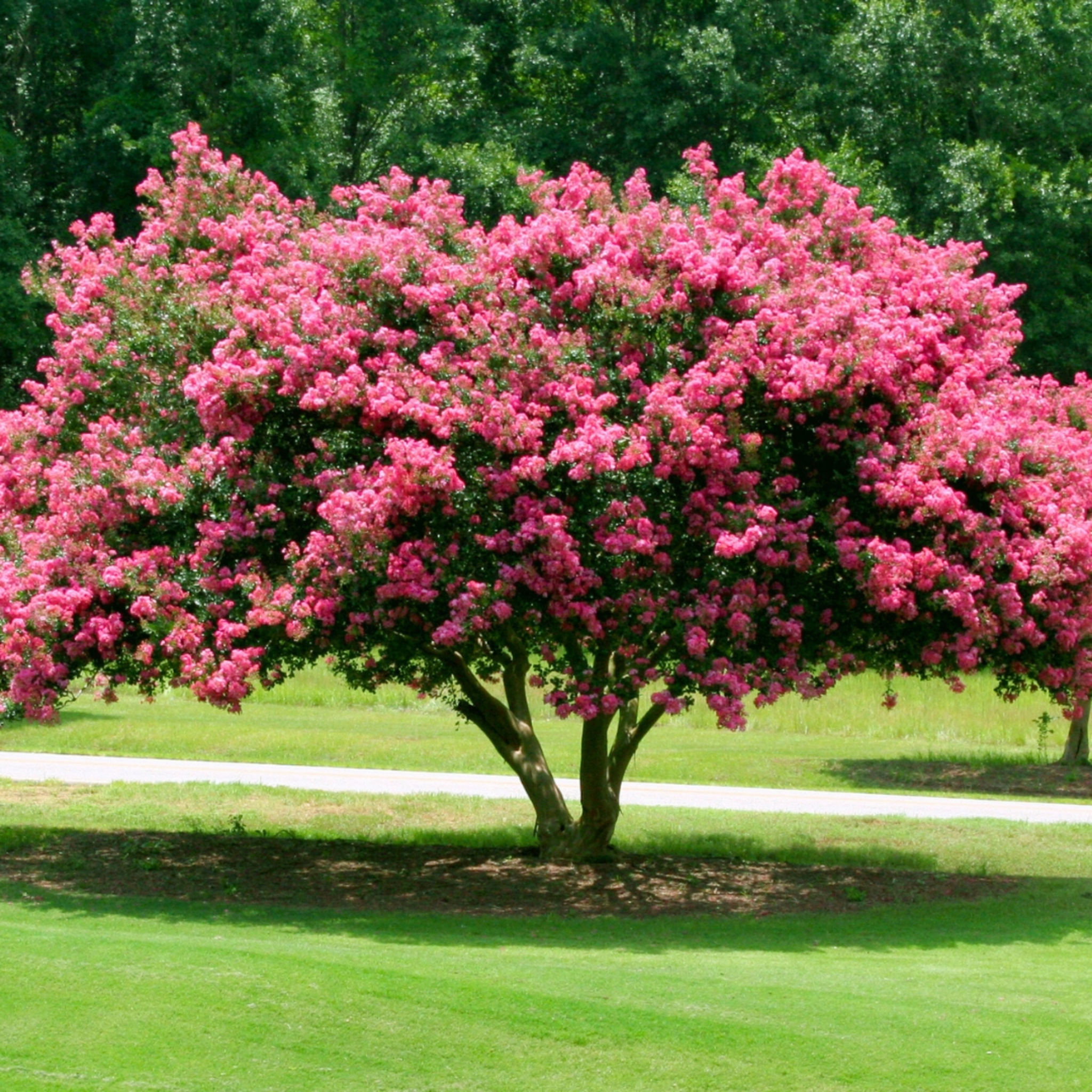 Pink flowering tree in a park setting with green grass and trees in the background
