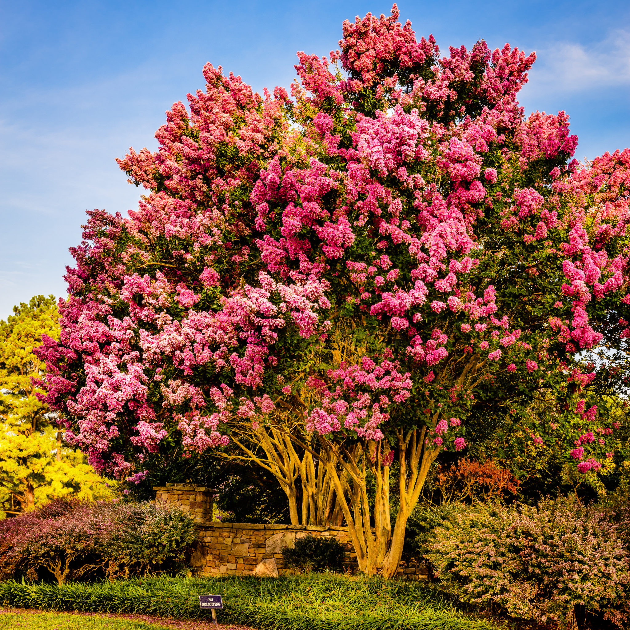 Pink flowering tree in a garden with a clear blue sky