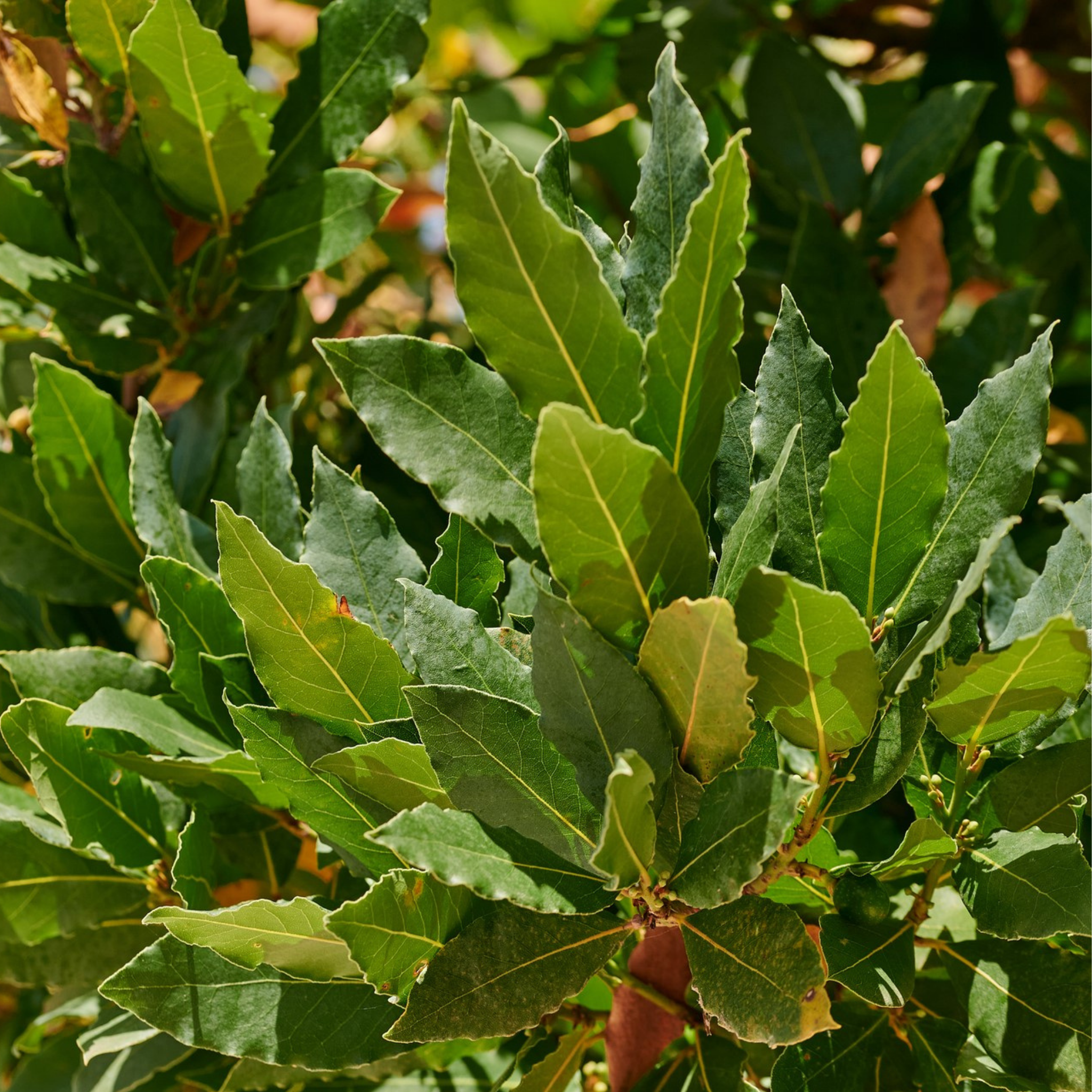 Bay Tree - Laurus nobilis Bay Laurel